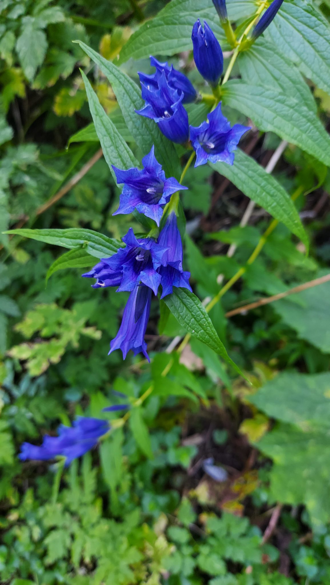 Wanderung zur Ennser Hütte und auf den Almkogel vom Parkplatz Bamacher bei  Großraming in Oberösterreich, Nationalpark-Region Ennstal, kleine, schöne  Blume wächst am Wegesrand