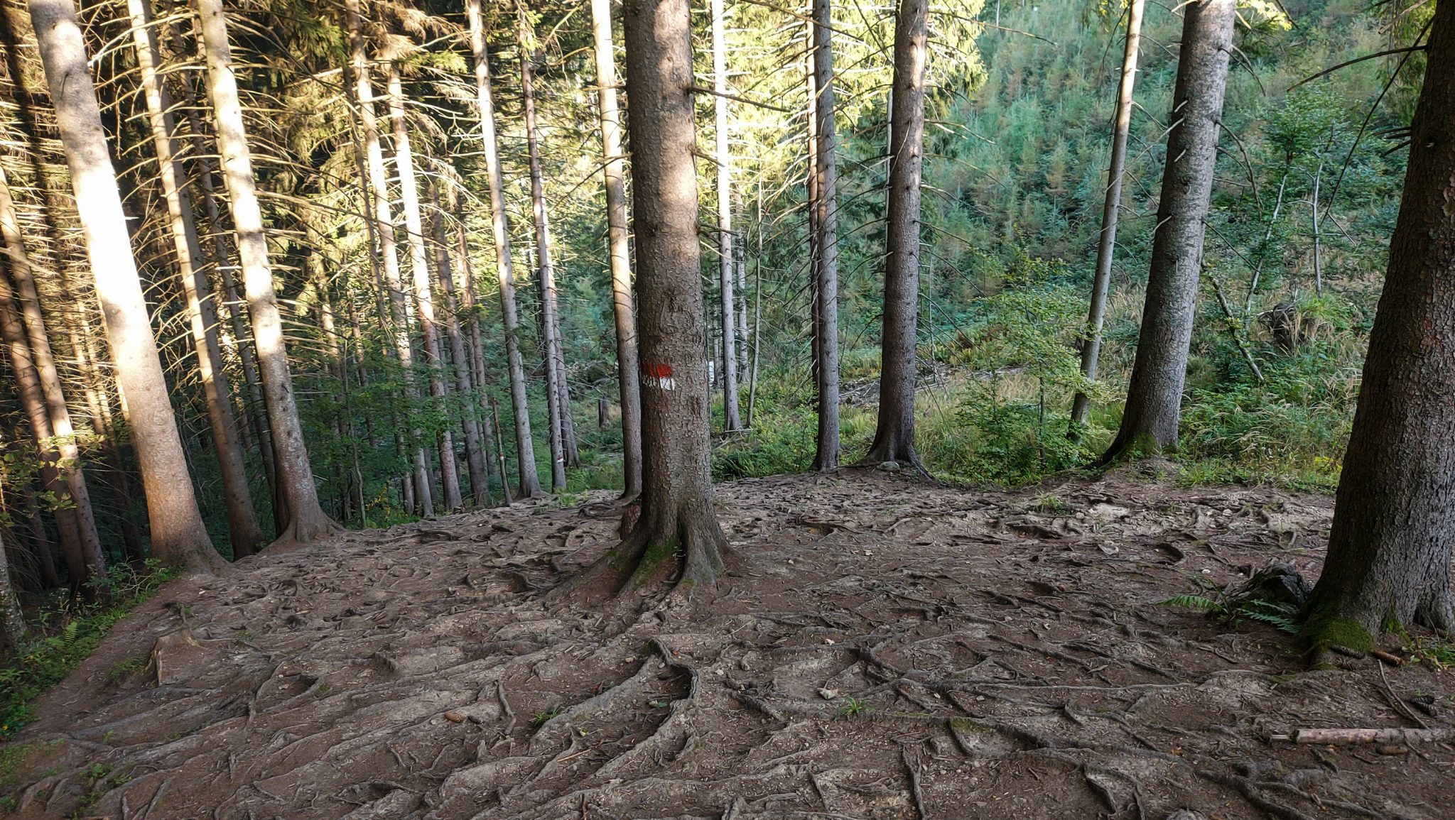 Wanderung zur Ennser Hütte und auf den Almkogel vom Parkplatz Bamacher bei  Großraming in Oberösterreich, Nationalpark-Region Ennstal, Wanderweg führt mäßig ansteigend und teilweise steil durch den Wald, Wanderweg ist an einigen Stellen zur Ennser Hütte auf Grund der Beliebtheit des Weges extrem ausgetreten, Markierung des Weges am Baum