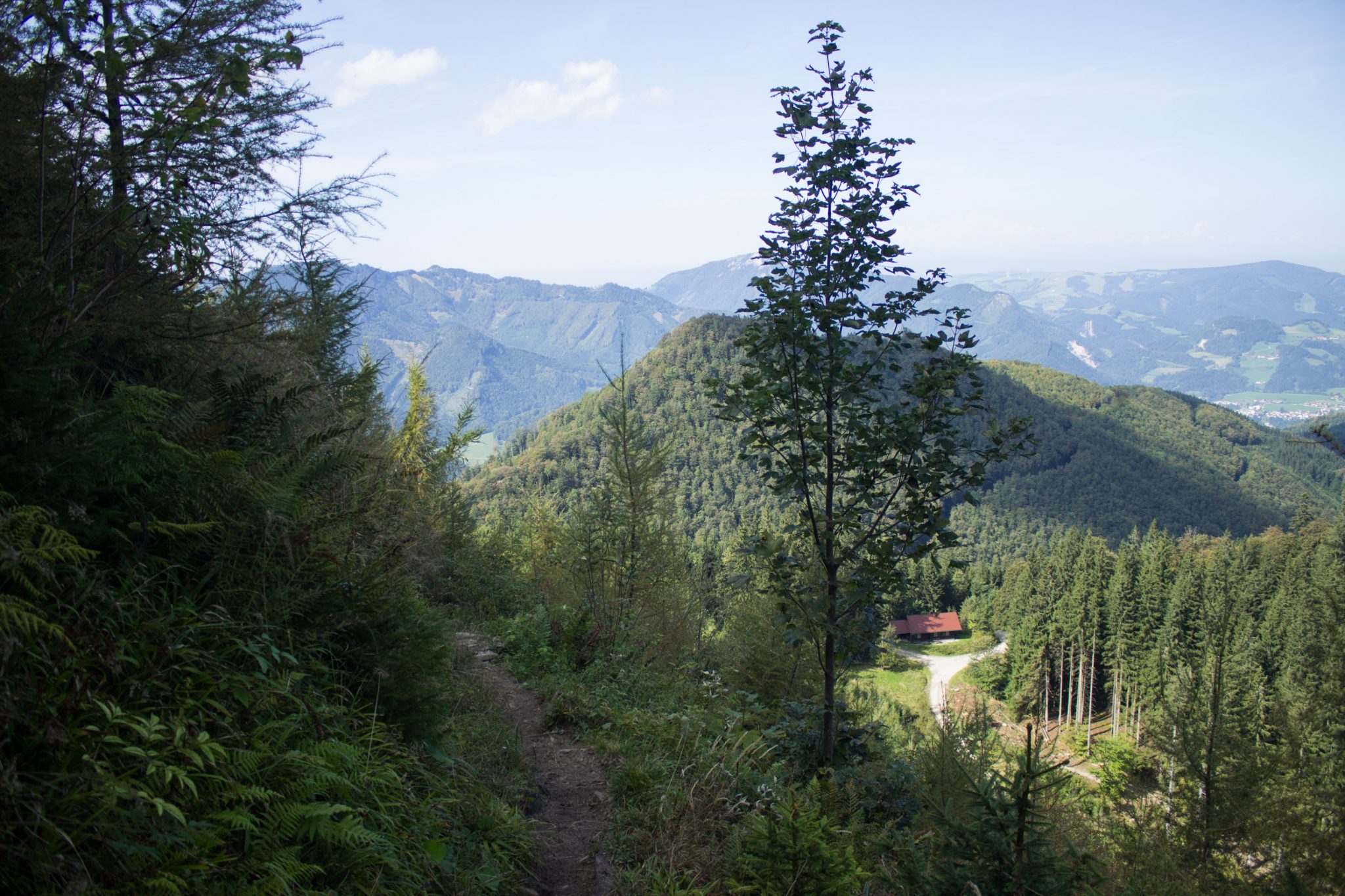 Wanderung zur Ennser Hütte und auf den Almkogel vom Parkplatz Bamacher bei  Großraming in Oberösterreich, Nationalpark-Region Ennstal, Wanderweg führt mäßig ansteigend am Berg entlang, umgeben von schönem Wald, Aussicht auf die weite Bergwelt und eine kleine Hütte