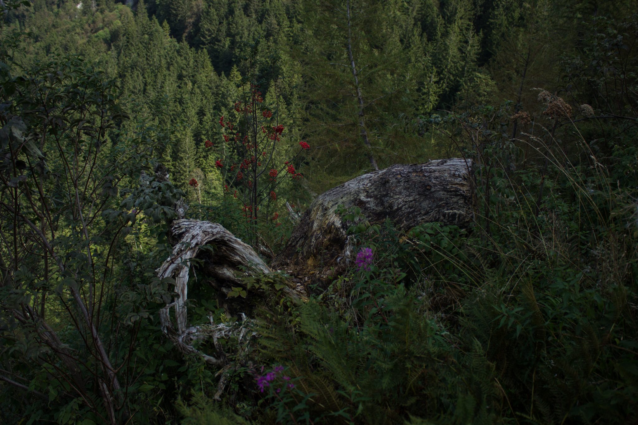 Wanderung zur Ennser Hütte und auf den Almkogel vom Parkplatz Bamacher bei  Großraming in Oberösterreich, Nationalpark-Region Ennstal, Wanderweg führt entlang dichter Vegetation, umgeben von schönem Wald
