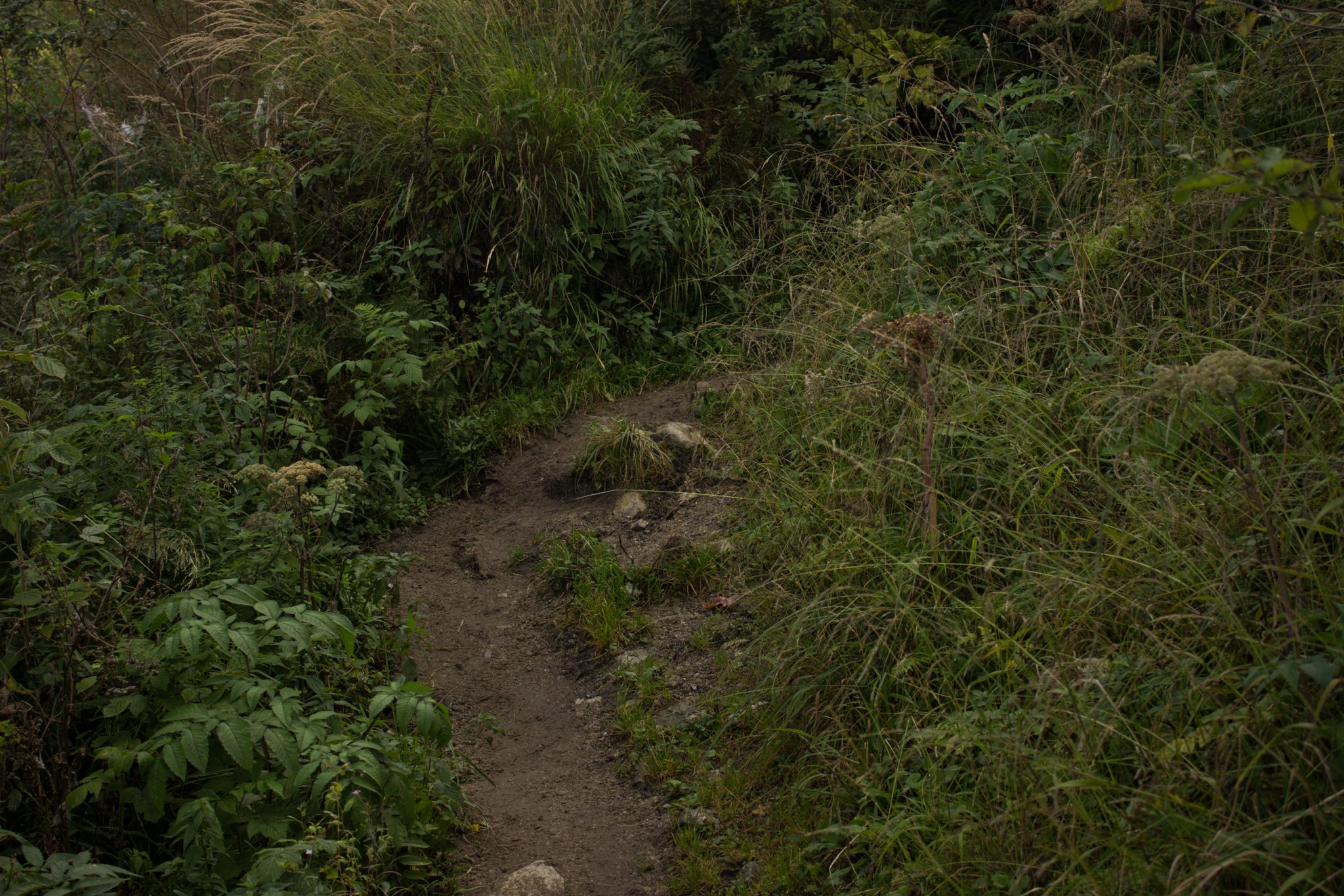Wanderung zur Ennser Hütte und auf den Almkogel vom Parkplatz Bamacher bei  Großraming in Oberösterreich, Nationalpark-Region Ennstal, schmaler Wanderweg führt mäßig ansteigend am Berg entlang, umgeben von dichter grüner Vegetation