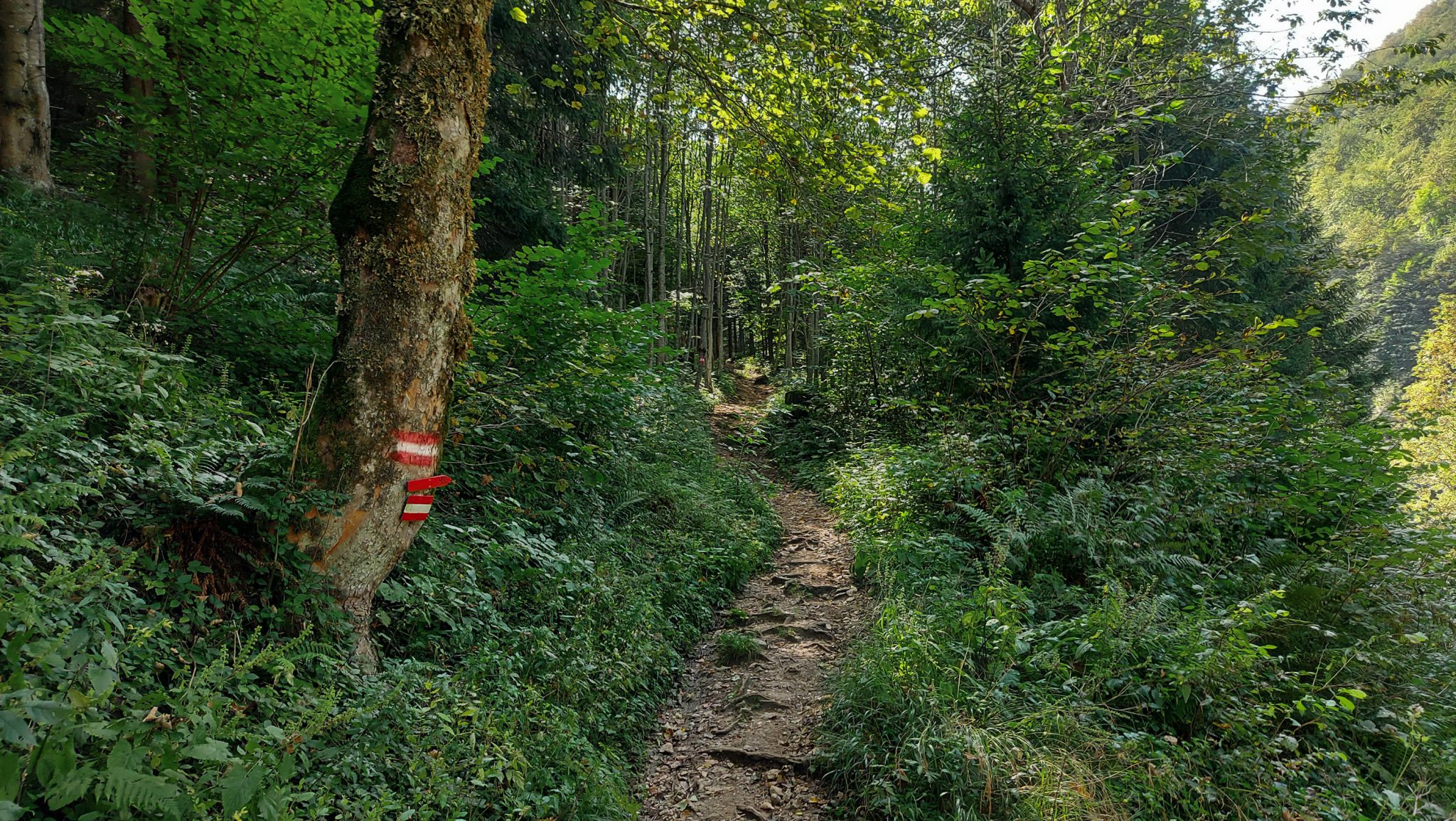 Wanderung zur Ennser Hütte und auf den Almkogel vom Parkplatz Bamacher bei  Großraming in Oberösterreich, Nationalpark-Region Ennstal, schmaler Wanderweg führt mäßig ansteigend am Berg entlang duch schönen Wald und dichte grüne Vegetation, Markierung des Weges an einem Baum