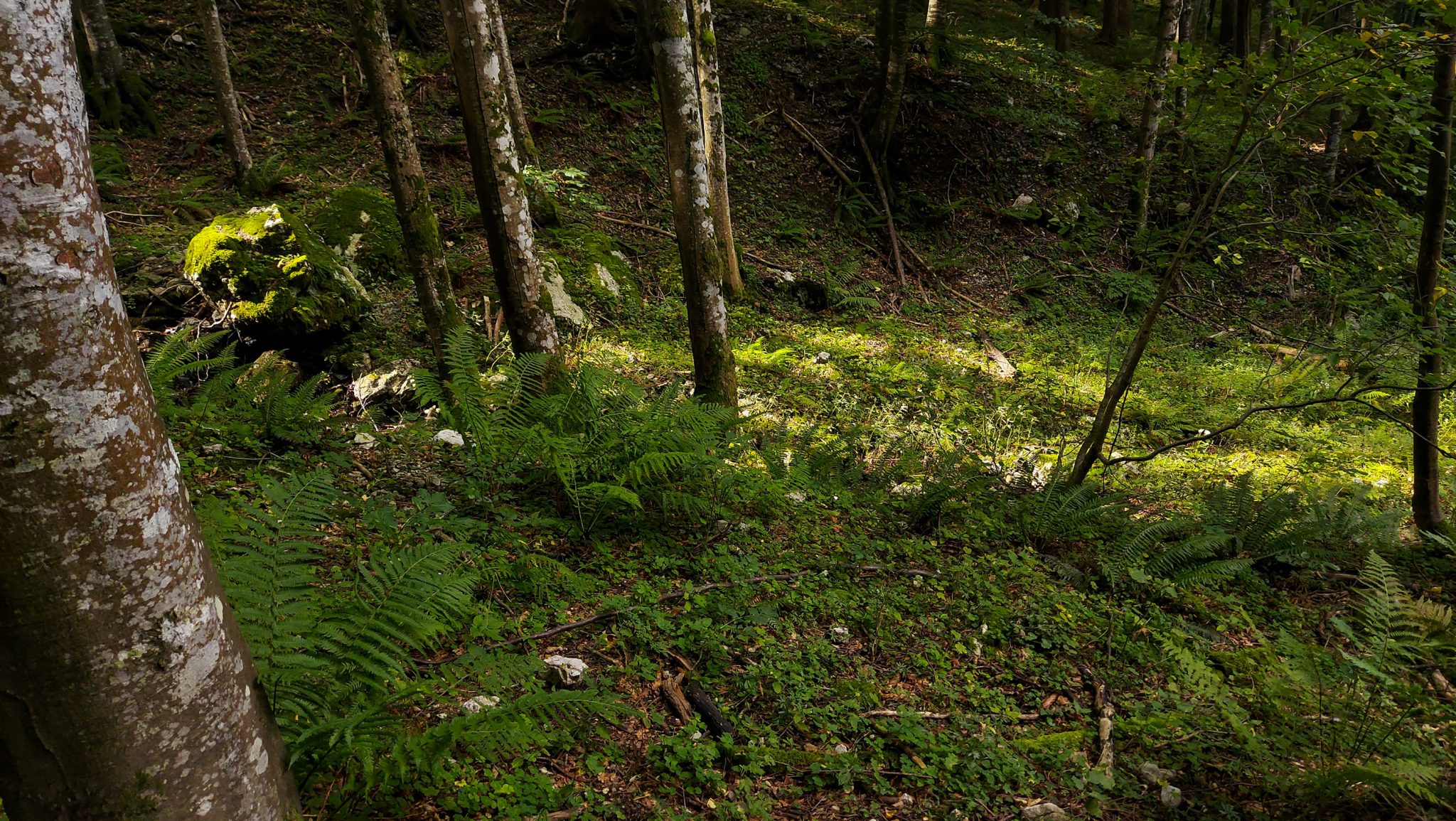 Wanderung zur Ennser Hütte und auf den Almkogel vom Parkplatz Bamacher bei  Großraming in Oberösterreich, Nationalpark-Region Ennstal, Wanderweg führt mäßig ansteigend durch dichten und schönen Wald, kühlender Schatten im Sommer, Farne wachsen am Waldboden
