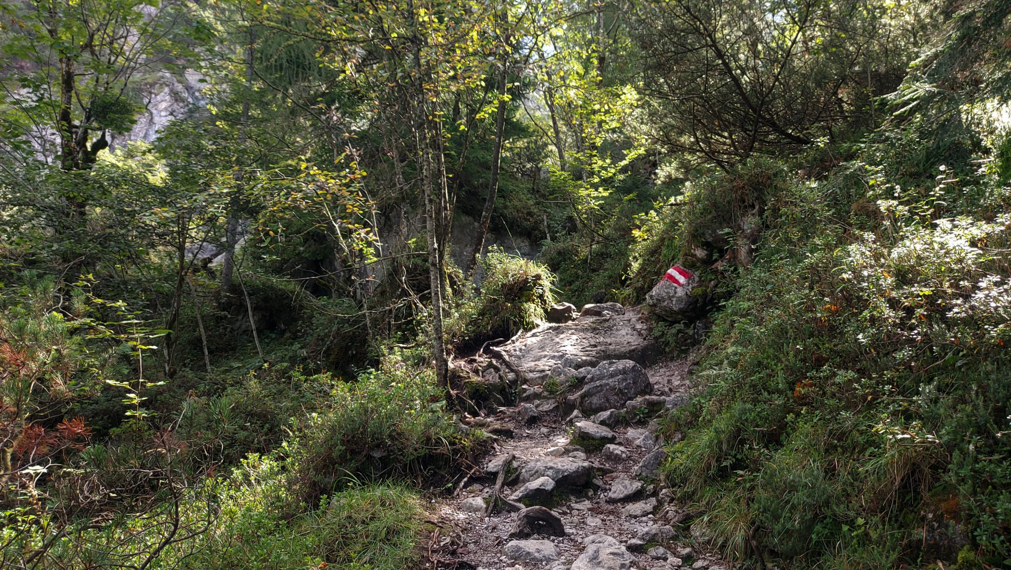 Wanderung zur Haindlkarhütte und Gsengscharte im Nationalpark Gesäuse im Bundesland Steiermark in Österreich, Wanderweg in den Ennstaler Alpen ab Parkplatz Haindlkarhütte vom Gstatterboden, Blick auf den Wanderweg zur Haindlkarhütte umgeben von dichter Vegetation im Spätsommer, Markierung des Weges an einem Stein