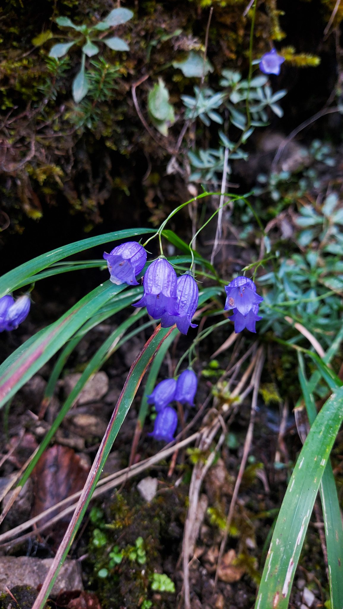 Wanderung zur Haindlkarhütte und Gsengscharte im Nationalpark Gesäuse im Bundesland Steiermark in Österreich, Wanderweg in den Ennstaler Alpen ab Parkplatz Haindlkarhütte vom Gstatterboden, kleine Blumen wachsen am Wegesrand des Wanderwegs zur Haindlkarhütte
