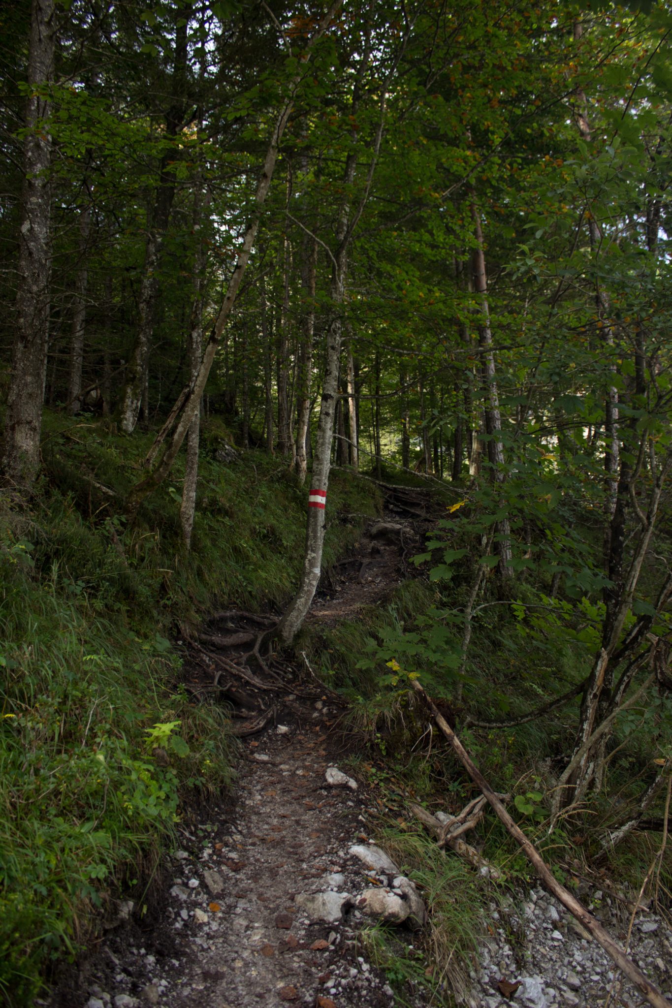 Wanderung zur Haindlkarhütte und Gsengscharte im Nationalpark Gesäuse im Bundesland Steiermark in Österreich, Wanderweg in den Ennstaler Alpen ab Parkplatz Haindlkarhütte vom Gstatterboden, Blick auf den ziemlich steilen Wanderweg zur Haindlkarhütte umgeben von dichtem Wald im Spätsommer