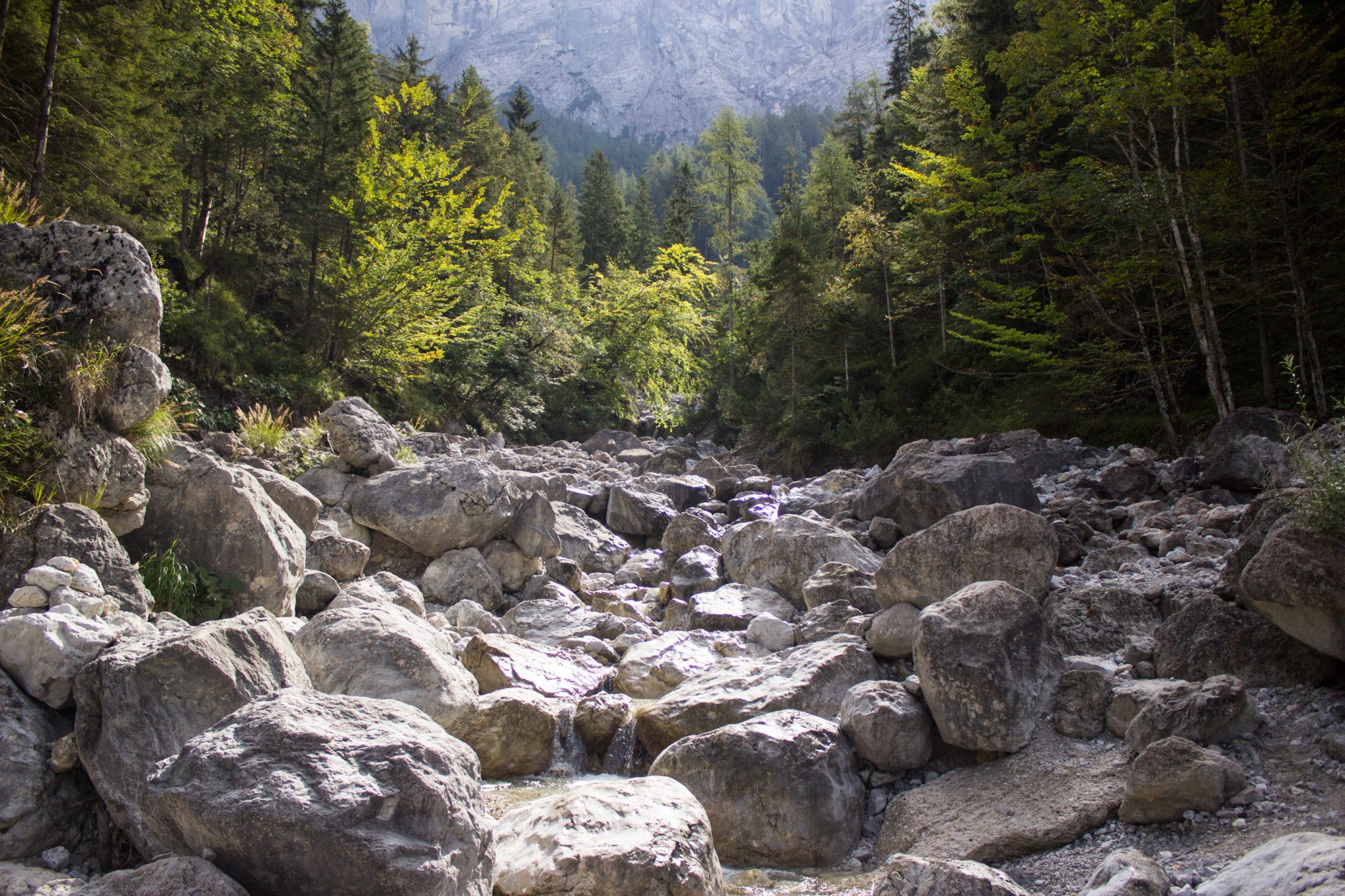 Wanderung zur Haindlkarhütte und Gsengscharte im Nationalpark Gesäuse im Bundesland Steiermark in Österreich, Wanderweg in den Ennstaler Alpen ab Parkplatz Haindlkarhütte vom Gstatterboden, Blick auf Geröllfeld mit großen Steinen, umgeben von dichter Vegetation und Bergen im Gesäuse