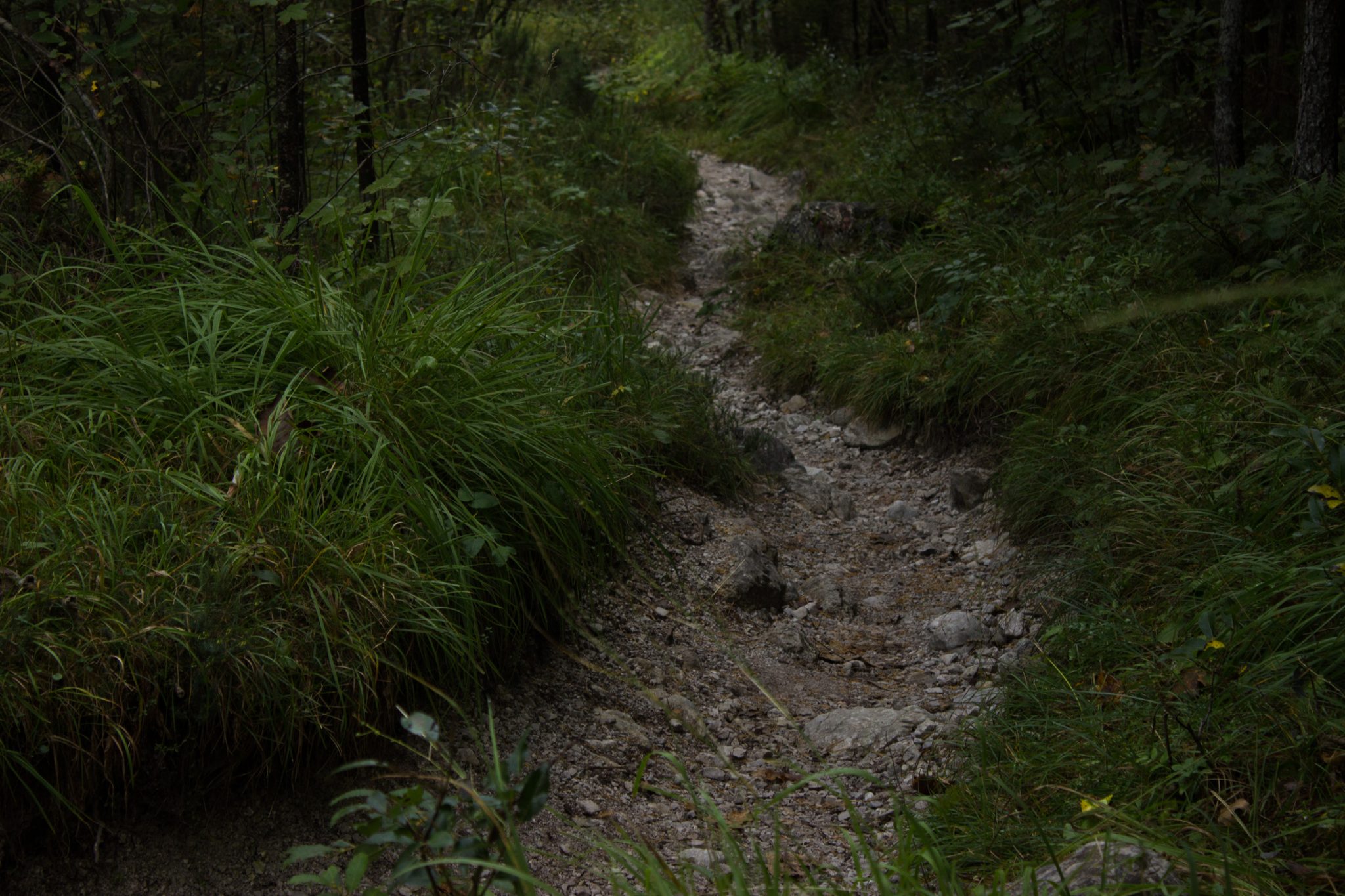 Wanderung zur Haindlkarhütte und Gsengscharte im Nationalpark Gesäuse im Bundesland Steiermark in Österreich, Wanderweg in den Ennstaler Alpen ab Parkplatz Haindlkarhütte vom Gstatterboden, Blick auf den Wanderweg zur Haindlkarhütte umgeben von dichtem Wald im Spätsommer