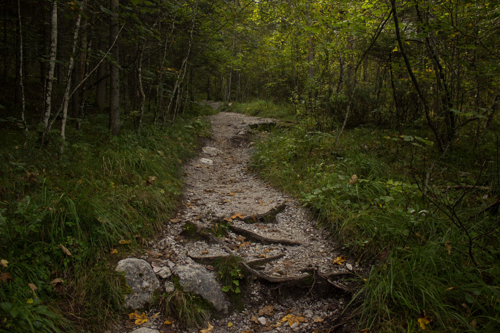 Wanderung zur Haindlkarhütte und Gsengscharte im Nationalpark Gesäuse im Bundesland Steiermark in Österreich, Wanderweg in den Ennstaler Alpen ab Parkplatz Haindlkarhütte vom Gstatterboden, Blick auf den Wanderweg zur Haindlkarhütte umgeben von dichtem Wald im Spätsommer