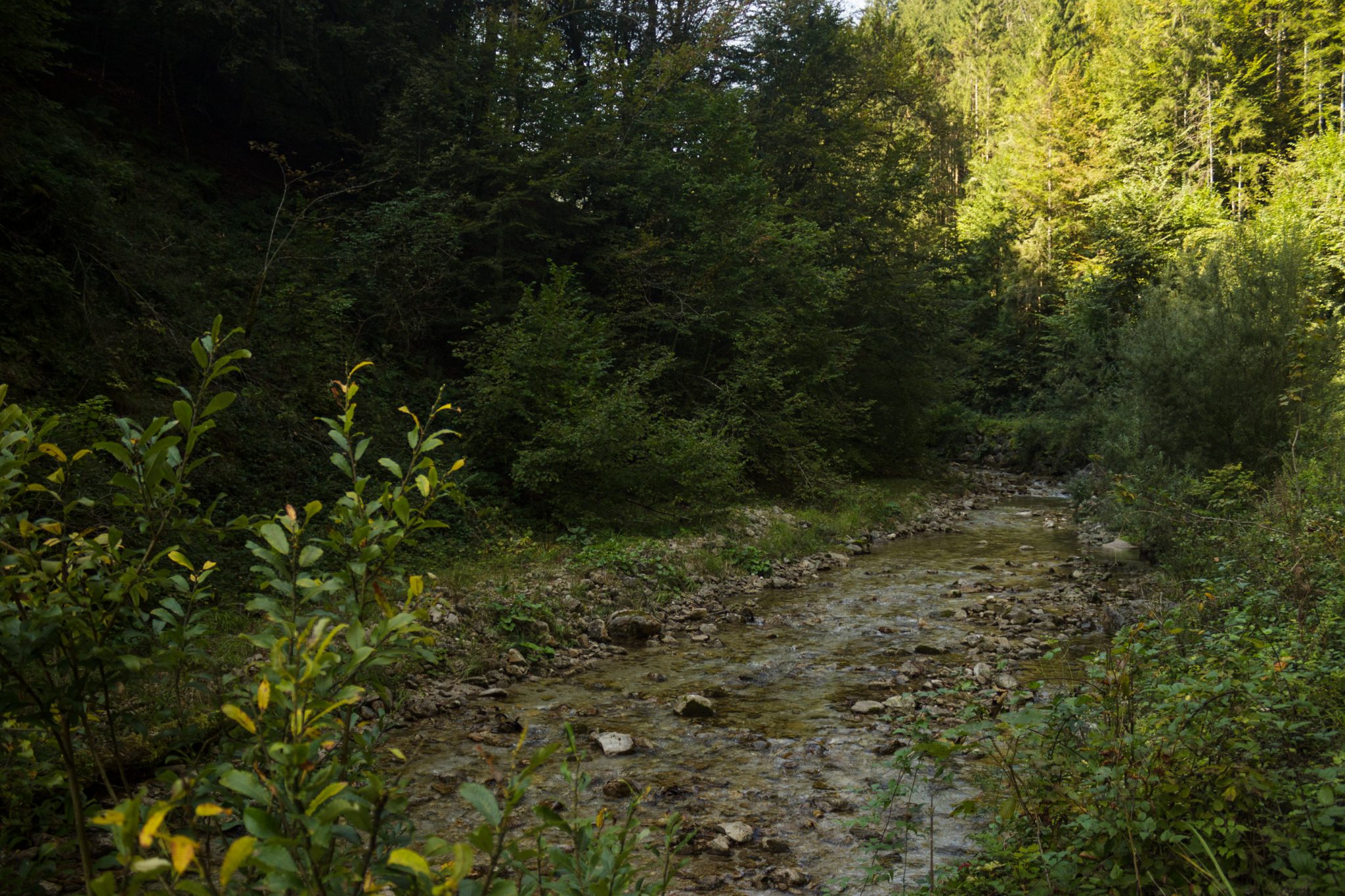 Im Tal des Holzes - familienfreundliche Rundwanderung durch das Weißenbachtal mit Buchenwäldern im Nationalpark Kalkalpen in Oberösterreich, Wanderung befindet sich in der Nähe des Ortes Reichraming, Blick auf den Weißenbach mit klarem sauberem Wasser, umgeben von grünen und dichten Wäldern, sehr schöne Natur