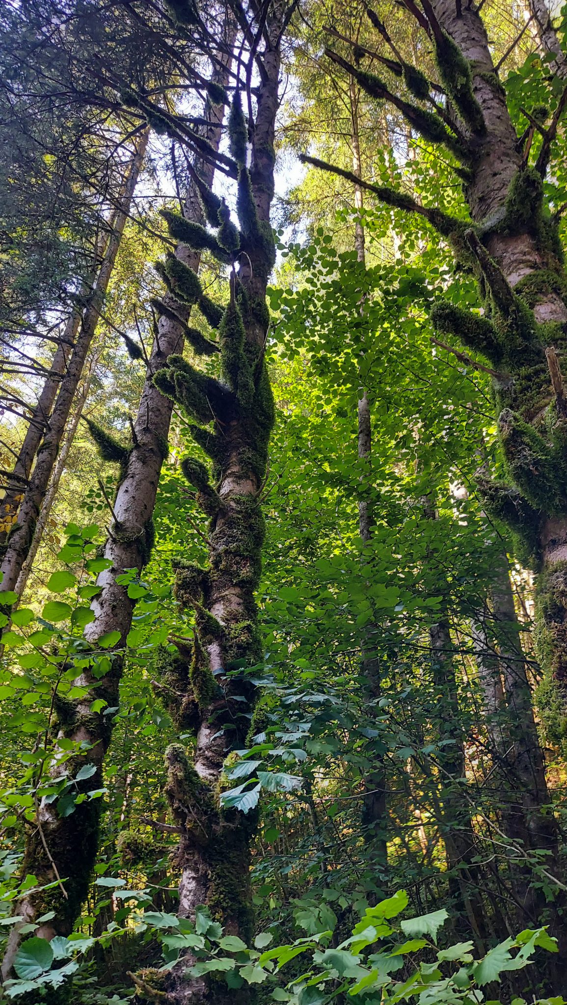 Im Tal des Holzes - familienfreundliche Rundwanderung durch das Weißenbachtal mit Buchenwäldern im Nationalpark Kalkalpen in Oberösterreich, Wanderung befindet sich in der Nähe des Ortes Reichraming, Blick auf den grünen und dichten Wald mit sehr hohen Bäumen, sehr schöne Natur