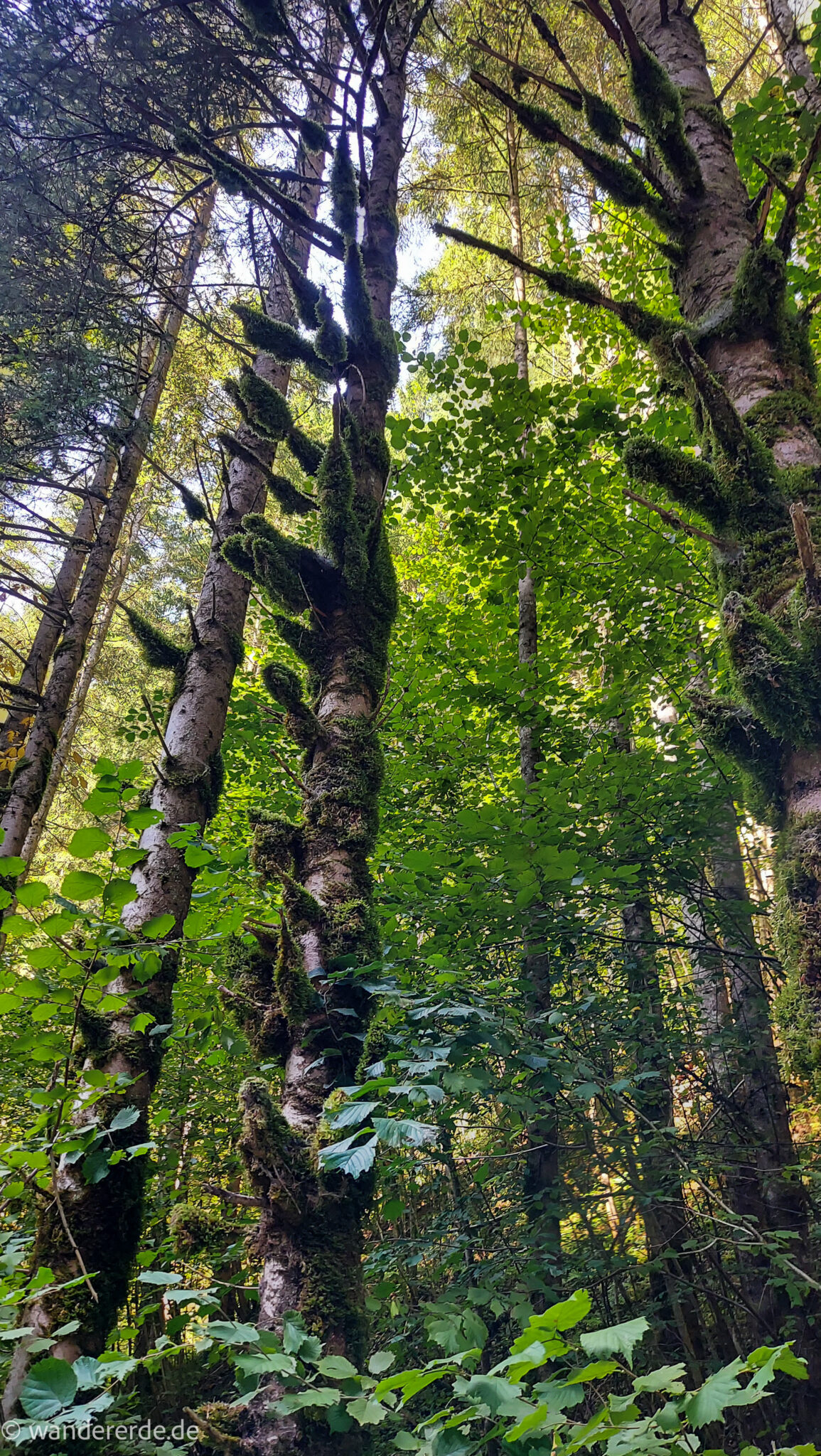 Im Tal des Holzes - familienfreundliche Rundwanderung durch das Weißenbachtal mit Buchenwäldern im Nationalpark Kalkalpen in Oberösterreich, Wanderung befindet sich in der Nähe des Ortes Reichraming, Blick auf den grünen und dichten Wald mit sehr hohen Bäumen, sehr schöne Natur