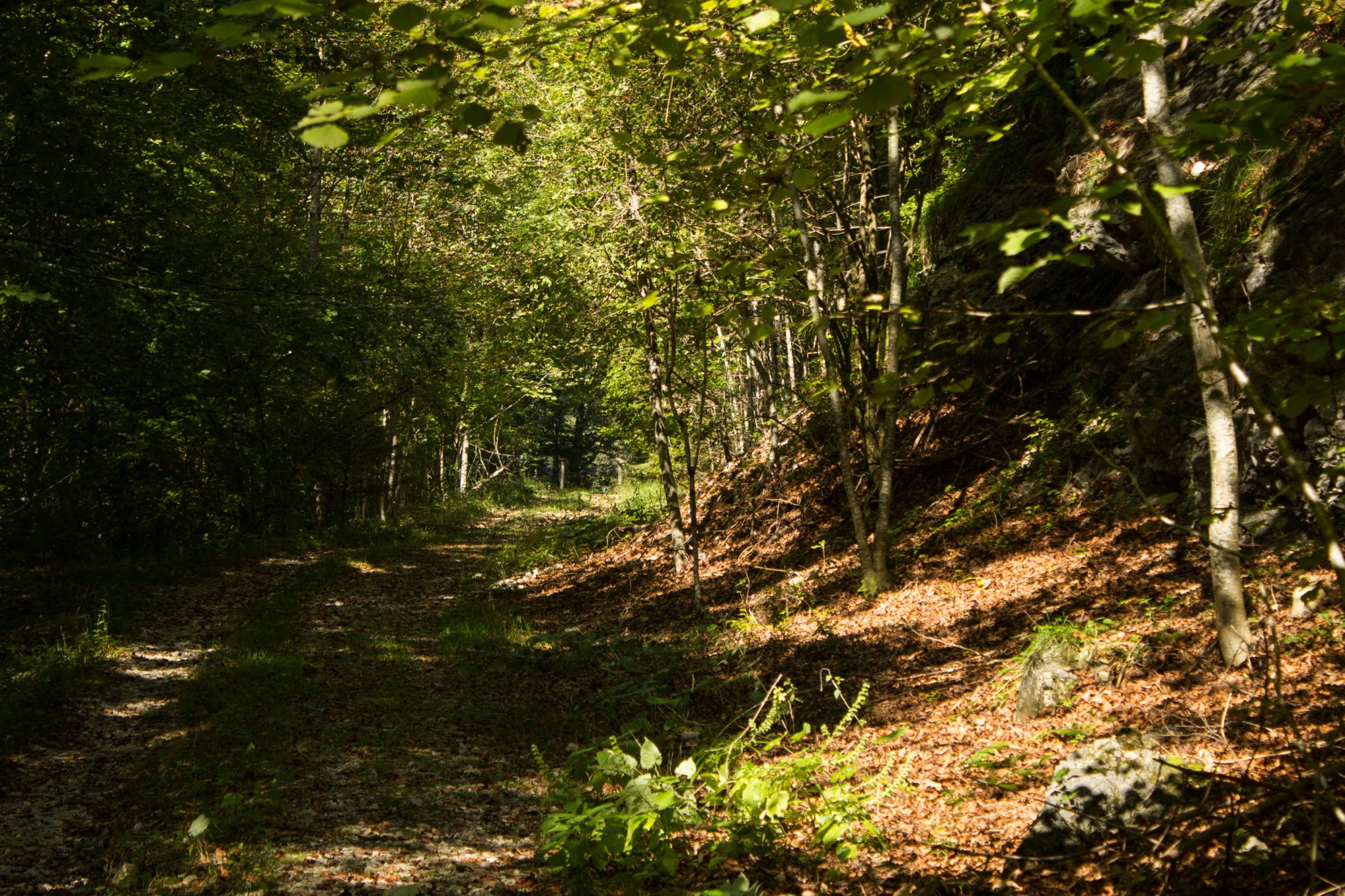 Im Tal des Holzes - familienfreundliche Rundwanderung durch das Weißenbachtal mit Buchenwäldern im Nationalpark Kalkalpen in Oberösterreich, Wanderung befindet sich in der Nähe des Ortes Reichraming, Blick auf den grünen und dichten Wald, grüne Vegetation, sehr schöne Natur