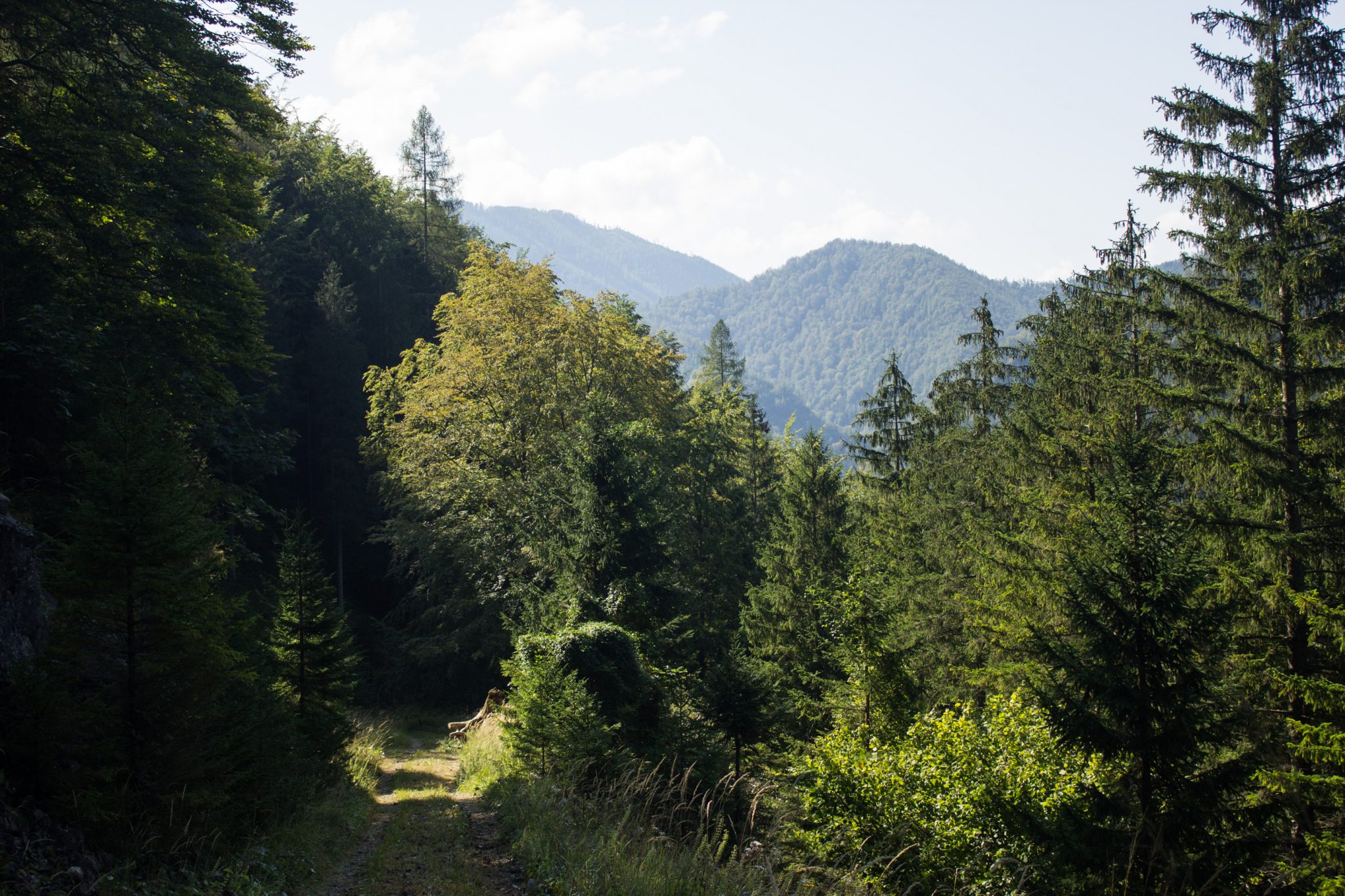 Im Tal des Holzes - familienfreundliche Rundwanderung durch das Weißenbachtal mit Buchenwäldern im Nationalpark Kalkalpen in Oberösterreich, Wanderung befindet sich in der Nähe des Ortes Reichraming, Blick auf den Wanderweg Im Tal des Holzes, umgeben von grünem und dichtem Wald, grüne Vegetation, sehr schöne Natur, in der Ferne Blick auf die Berge im Nationalpark Kalkalpen