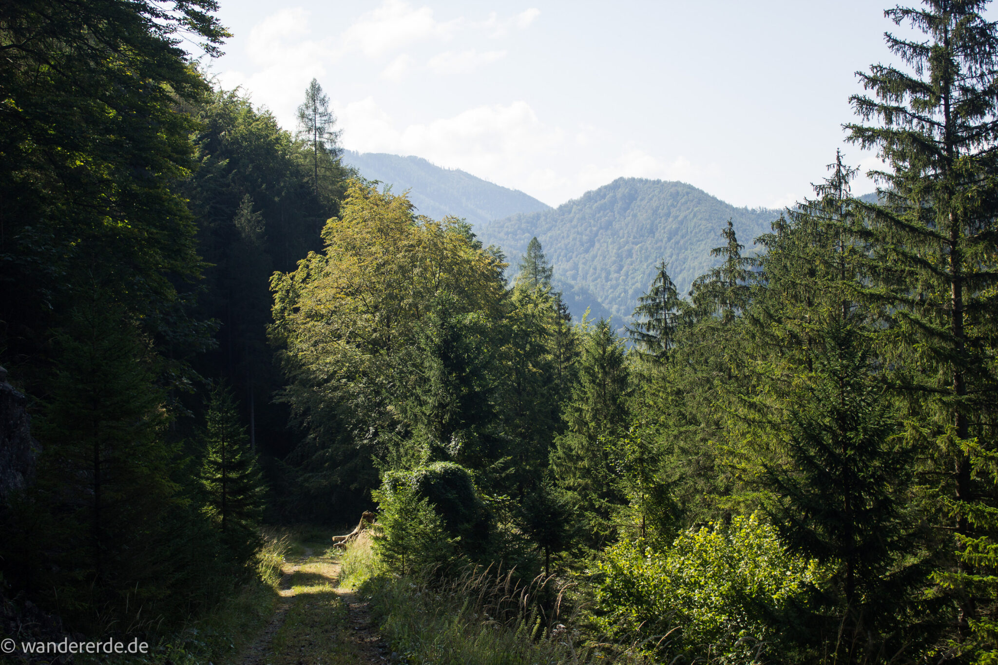Im Tal des Holzes - familienfreundliche Rundwanderung durch das Weißenbachtal mit Buchenwäldern im Nationalpark Kalkalpen in Oberösterreich, Wanderung befindet sich in der Nähe des Ortes Reichraming, Blick auf den Wanderweg Im Tal des Holzes, umgeben von grünem und dichtem Wald, grüne Vegetation, sehr schöne Natur, in der Ferne Blick auf die Berge im Nationalpark Kalkalpen