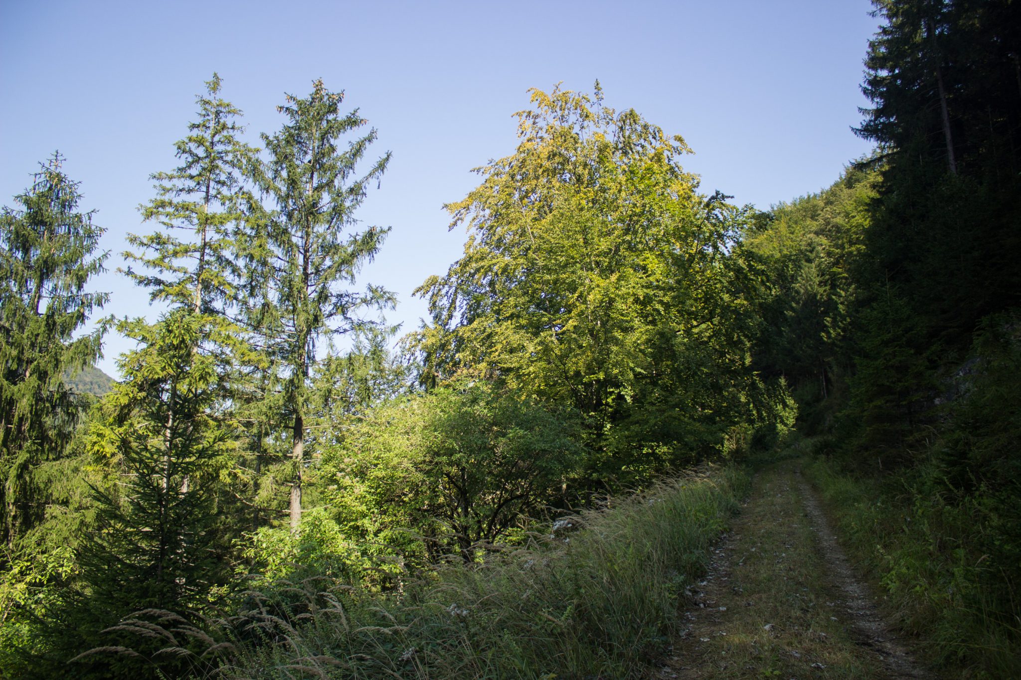 Im Tal des Holzes - familienfreundliche Rundwanderung durch das Weißenbachtal mit Buchenwäldern im Nationalpark Kalkalpen in Oberösterreich, Wanderung befindet sich in der Nähe des Ortes Reichraming, Wanderweg Im Tal des Holzes, umgeben von grünem und dichtem Wald, grüne Vegetation, sehr schöne Natur