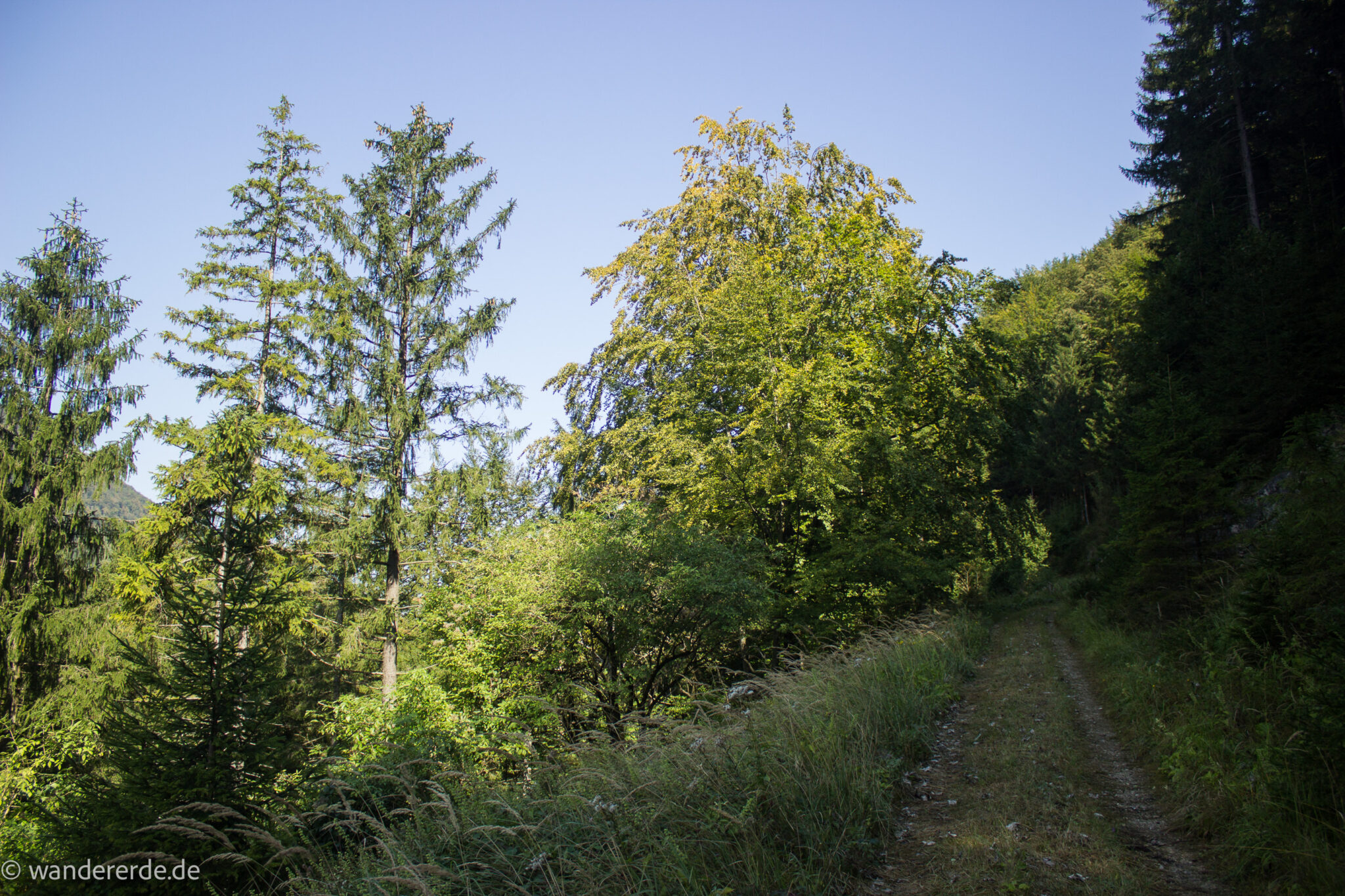 Im Tal des Holzes - familienfreundliche Rundwanderung durch das Weißenbachtal mit Buchenwäldern im Nationalpark Kalkalpen in Oberösterreich, Wanderung befindet sich in der Nähe des Ortes Reichraming, Wanderweg Im Tal des Holzes, umgeben von grünem und dichtem Wald, grüne Vegetation, sehr schöne Natur