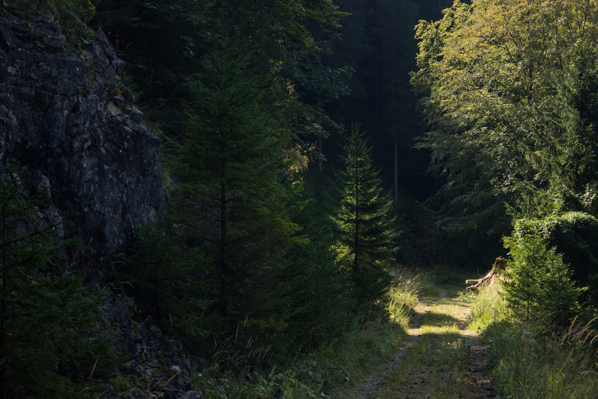 Im Tal des Holzes - familienfreundliche Rundwanderung durch das Weißenbachtal mit Buchenwäldern im Nationalpark Kalkalpen in Oberösterreich, Wanderung befindet sich in der Nähe des Ortes Reichraming, Wanderweg Im Tal des Holzes, umgeben von grünem und dichtem Wald und Felsen, grüne Vegetation, sehr schöne Natur