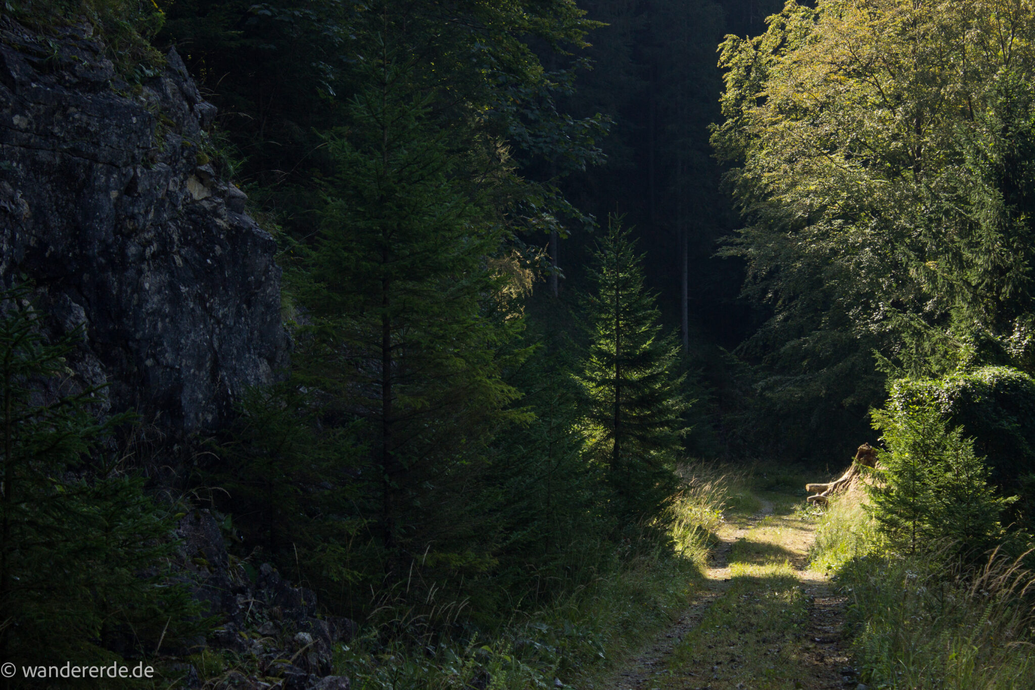 Im Tal des Holzes - familienfreundliche Rundwanderung durch das Weißenbachtal mit Buchenwäldern im Nationalpark Kalkalpen in Oberösterreich, Wanderung befindet sich in der Nähe des Ortes Reichraming, Wanderweg Im Tal des Holzes, umgeben von grünem und dichtem Wald und Felsen, grüne Vegetation, sehr schöne Natur
