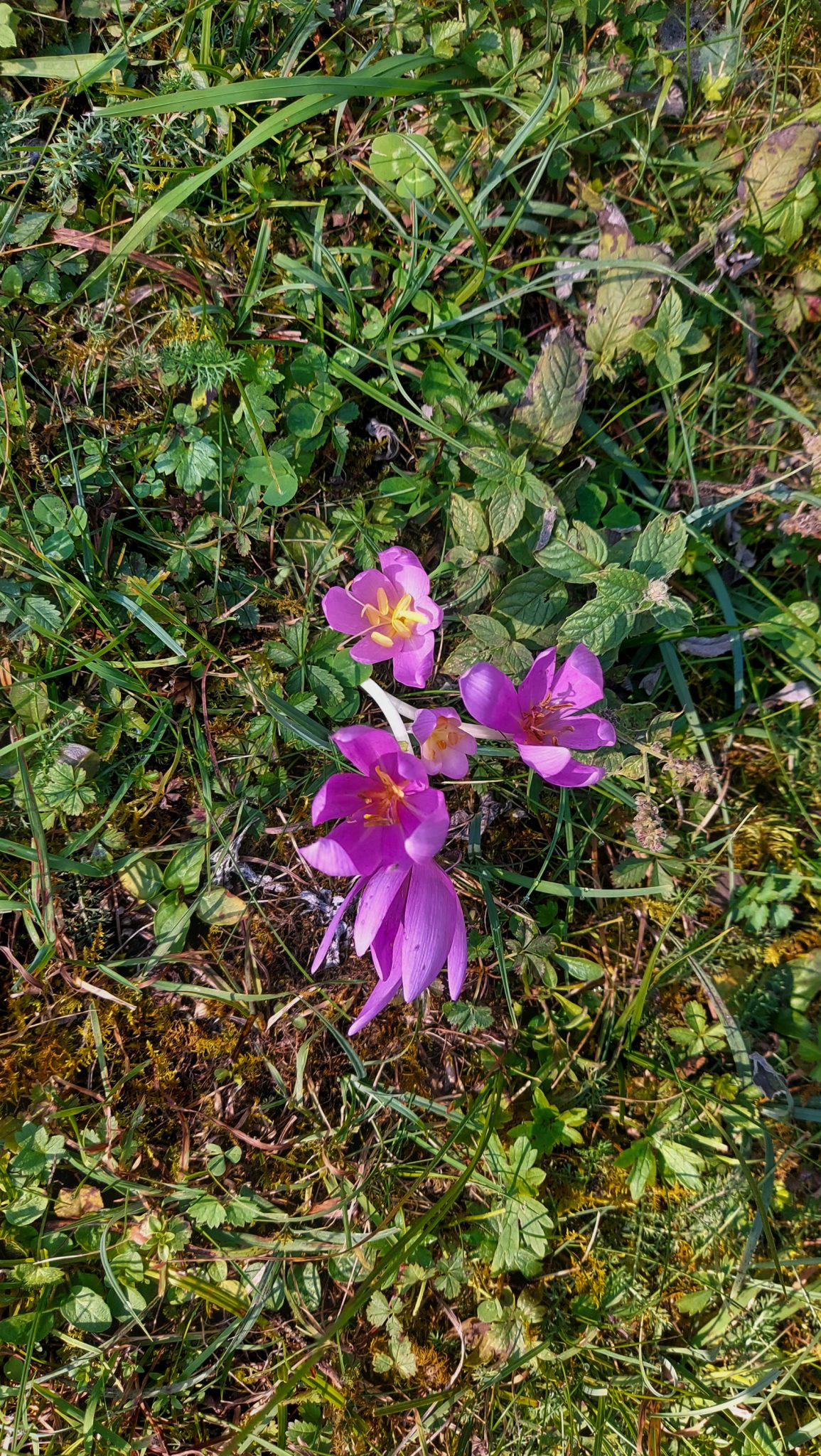 Im Tal des Holzes - familienfreundliche Rundwanderung durch das Weißenbachtal mit Buchenwäldern im Nationalpark Kalkalpen in Oberösterreich, Wanderung befindet sich in der Nähe des Ortes Reichraming, schöne pinke Blume am Wegesrand des Wanderwegs Im Tal des Holzes, sehr schöne Natur