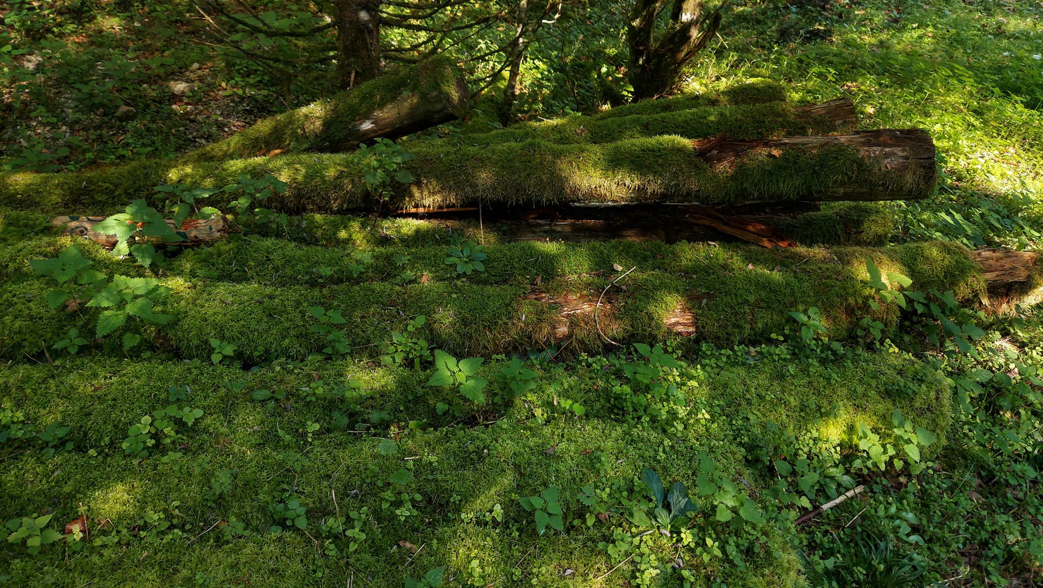 Im Tal des Holzes - familienfreundliche Rundwanderung durch das Weißenbachtal mit Buchenwäldern im Nationalpark Kalkalpen in Oberösterreich, Wanderung befindet sich in der Nähe des Ortes Reichraming, inzwischen mit Moos bewachsene umgefallene Bäume werden liegen gelassen im Nationalpark Kalkalpen beim Wanderweg Im Tal des Holzes, sehr schöne Natur