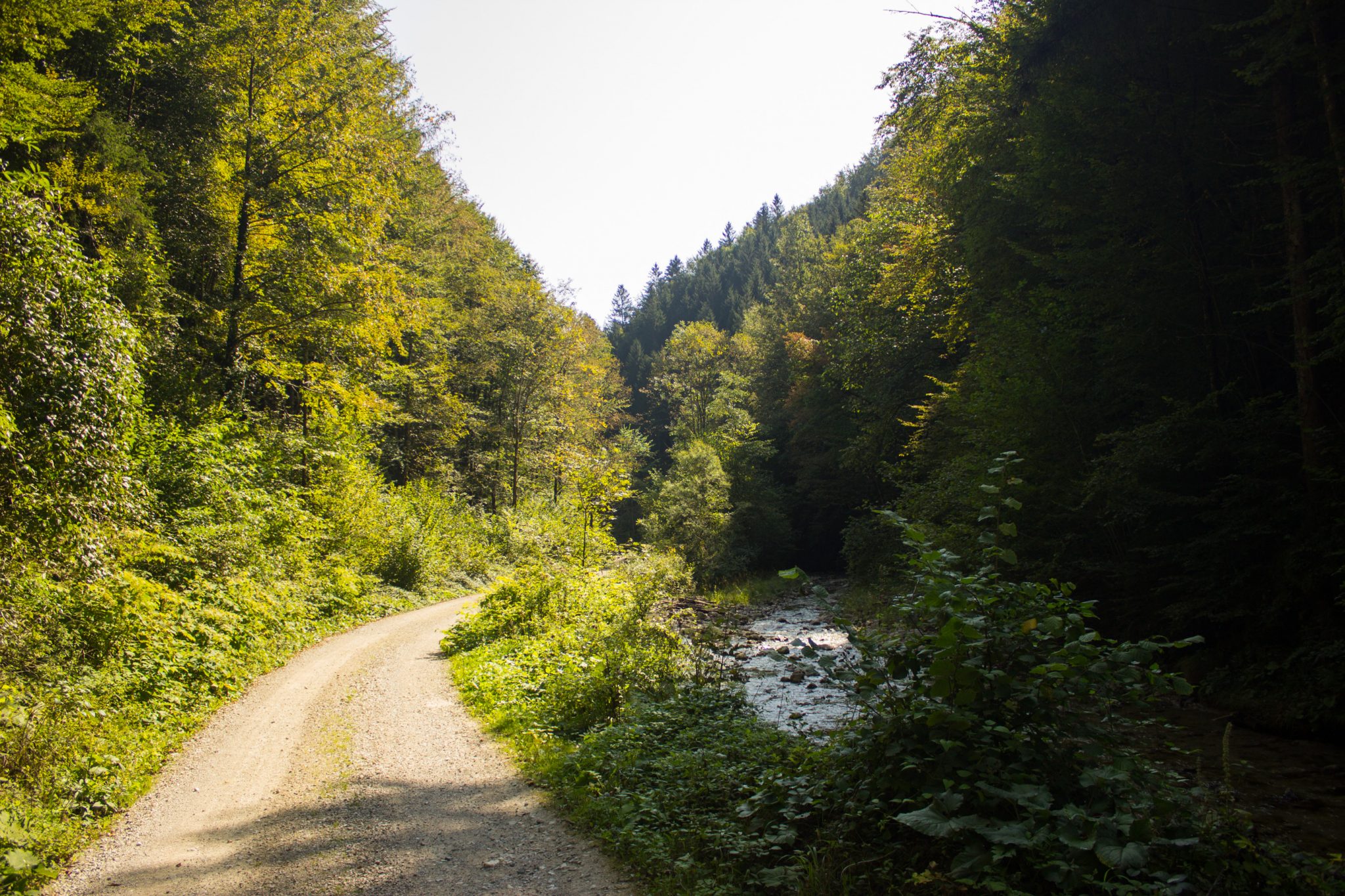 Im Tal des Holzes - familienfreundliche Rundwanderung durch das Weißenbachtal mit Buchenwäldern im Nationalpark Kalkalpen in Oberösterreich, Wanderung befindet sich in der Nähe des Ortes Reichraming, Blick auf den Wanderweg entlang des Weißenbach mit klarem sauberem Wasser, umgeben von grünen und dichten Wäldern, sehr schöne Natur