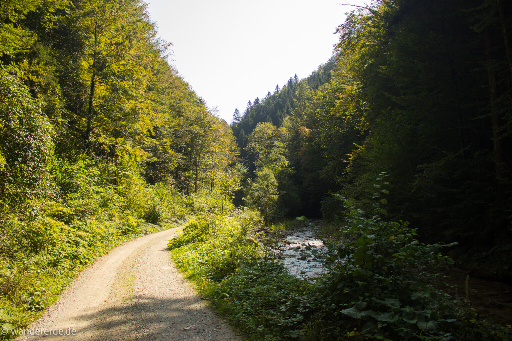 Im Tal des Holzes - familienfreundliche Rundwanderung durch das Weißenbachtal mit Buchenwäldern im Nationalpark Kalkalpen in Oberösterreich, Wanderung befindet sich in der Nähe des Ortes Reichraming, Blick auf den Wanderweg entlang des Weißenbach mit klarem sauberem Wasser, umgeben von grünen und dichten Wäldern, sehr schöne Natur