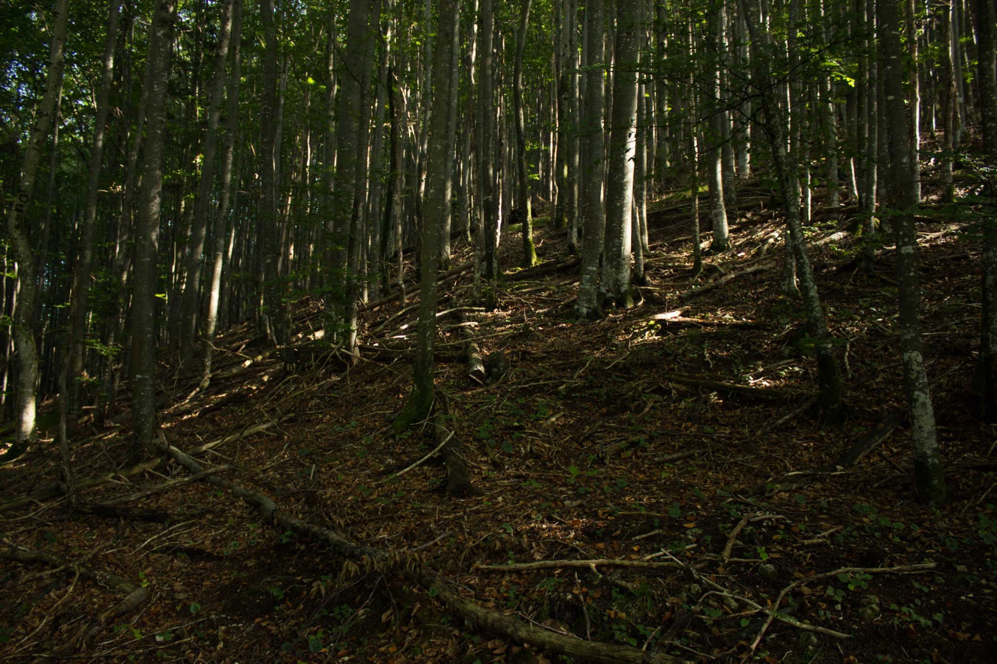Im Tal des Holzes - familienfreundliche Rundwanderung durch das Weißenbachtal mit Buchenwäldern im Nationalpark Kalkalpen in Oberösterreich, Wanderung befindet sich in der Nähe des Ortes Reichraming, Wanderweg Im Tal des Holzes ist umgeben von grünem und dichtem Wald aus Buchen, grüne Vegetation, sehr schöne Natur