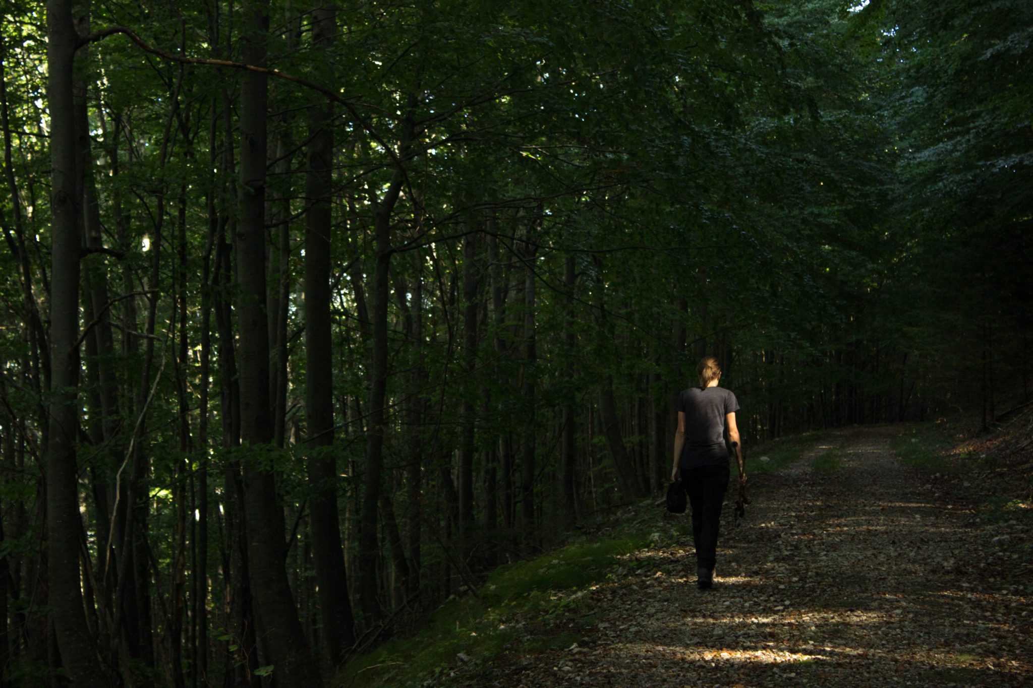 Im Tal des Holzes - familienfreundliche Rundwanderung durch das Weißenbachtal mit Buchenwäldern im Nationalpark Kalkalpen in Oberösterreich, Wanderung befindet sich in der Nähe des Ortes Reichraming, Wanderer ist unterwegs auf dem Wanderweg Im Tal des Holzes, umgeben von grünem und dichtem Wald aus Buchen, grüne Vegetation, sehr schöne Natur