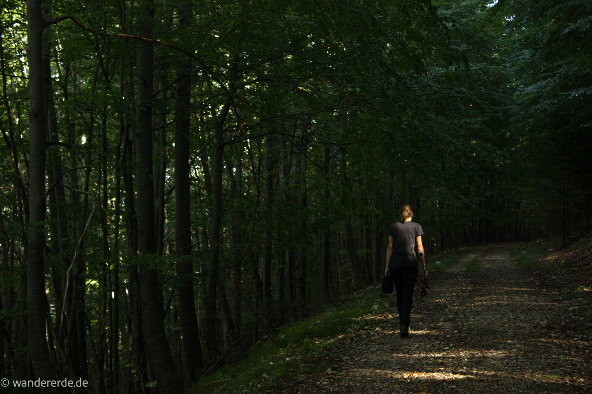 Im Tal des Holzes - familienfreundliche Rundwanderung durch das Weißenbachtal mit Buchenwäldern im Nationalpark Kalkalpen in Oberösterreich, Wanderung befindet sich in der Nähe des Ortes Reichraming, Wanderer ist unterwegs auf dem Wanderweg Im Tal des Holzes, umgeben von grünem und dichtem Wald aus Buchen, grüne Vegetation, sehr schöne Natur