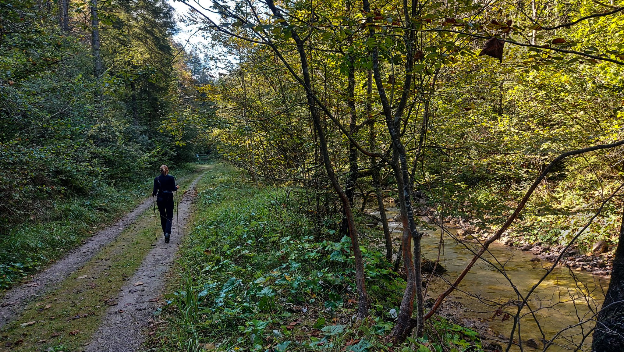 Im Tal des Holzes - familienfreundliche Rundwanderung durch das Weißenbachtal mit Buchenwäldern im Nationalpark Kalkalpen in Oberösterreich, Wanderung befindet sich in der Nähe des Ortes Reichraming, Wanderer ist unterwegs auf dem Weg entlang des Weißenbachs mit klarem sauberem Wasser, umgeben von grünen und dichten Wäldern, sehr schöne Natur