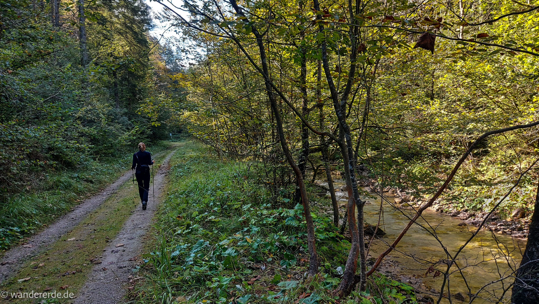 Im Tal des Holzes - familienfreundliche Rundwanderung durch das Weißenbachtal mit Buchenwäldern im Nationalpark Kalkalpen in Oberösterreich, Wanderung befindet sich in der Nähe des Ortes Reichraming, Wanderer ist unterwegs auf dem Weg entlang des Weißenbachs mit klarem sauberem Wasser, umgeben von grünen und dichten Wäldern, sehr schöne Natur
