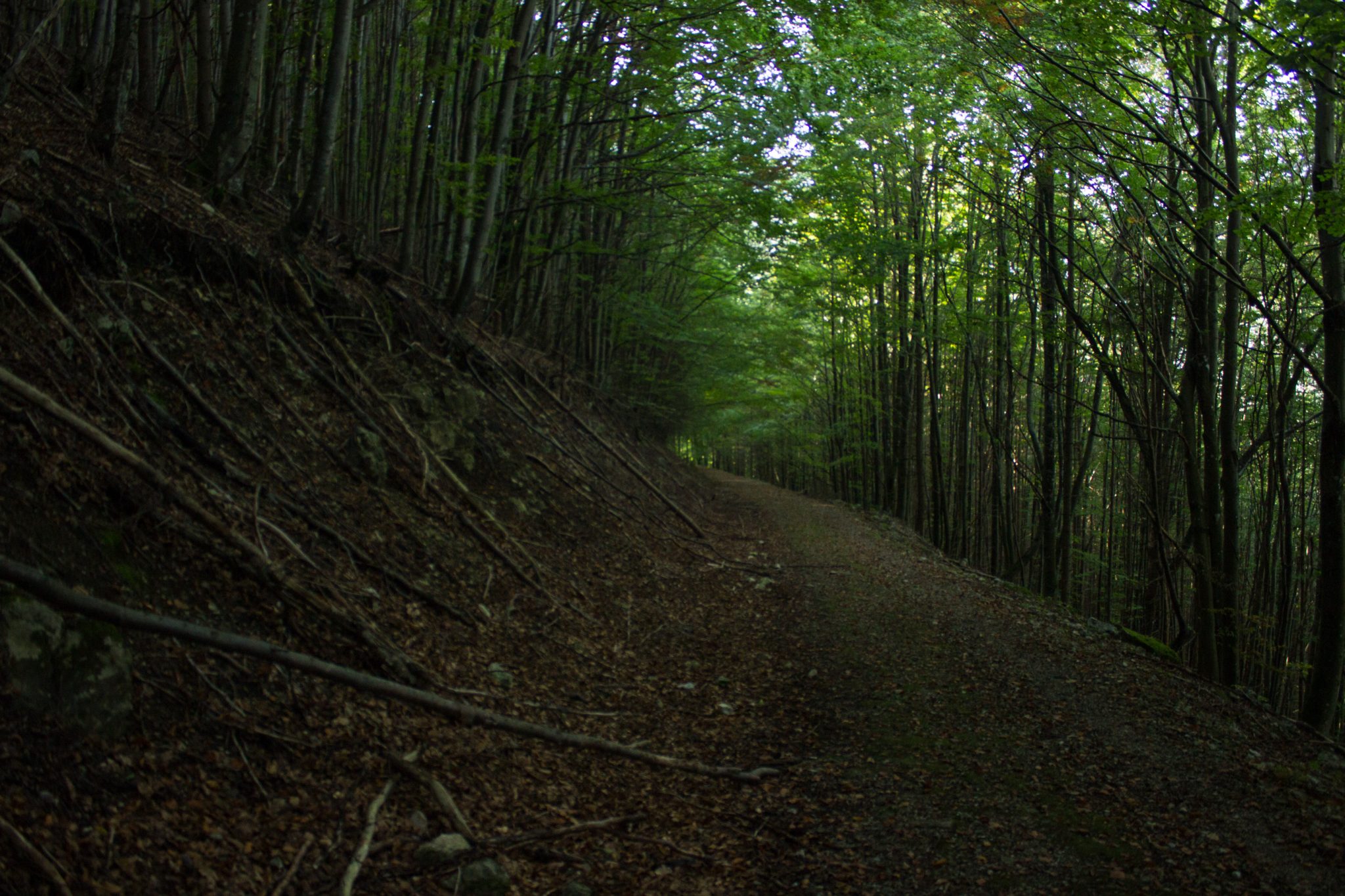 Im Tal des Holzes - familienfreundliche Rundwanderung durch das Weißenbachtal mit Buchenwäldern im Nationalpark Kalkalpen in Oberösterreich, Wanderung befindet sich in der Nähe des Ortes Reichraming, unterwegs auf dem Wanderweg Im Tal des Holzes, umgeben von grünem und dichtem Wald aus Buchen, grüne Vegetation, sehr schöne Natur