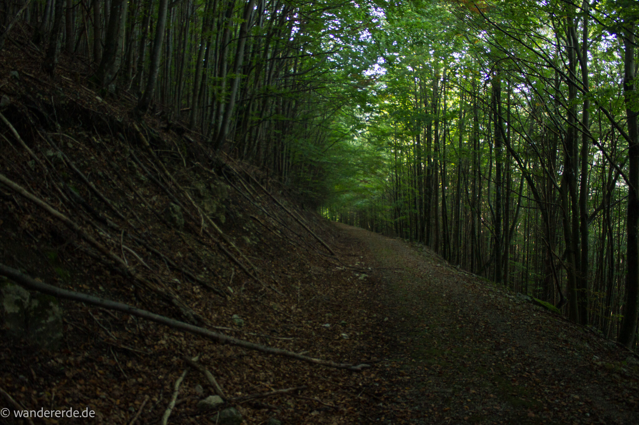Im Tal des Holzes - familienfreundliche Rundwanderung durch das Weißenbachtal mit Buchenwäldern im Nationalpark Kalkalpen in Oberösterreich, Wanderung befindet sich in der Nähe des Ortes Reichraming, unterwegs auf dem Wanderweg Im Tal des Holzes, umgeben von grünem und dichtem Wald aus Buchen, grüne Vegetation, sehr schöne Natur