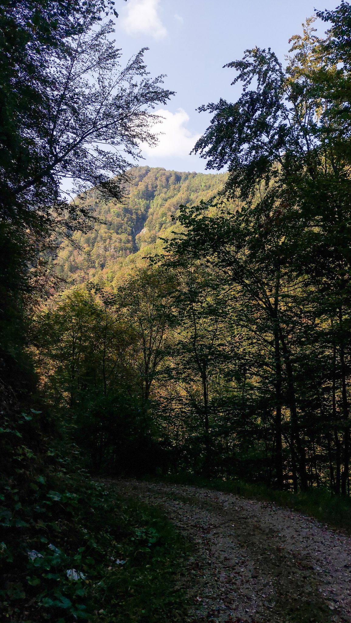 Im Tal des Holzes - familienfreundliche Rundwanderung durch das Weißenbachtal mit Buchenwäldern im Nationalpark Kalkalpen in Oberösterreich, Wanderung befindet sich in der Nähe des Ortes Reichraming, unterwegs auf dem Wanderweg Im Tal des Holzes, umgeben von grünem und dichtem Wald, grüne Vegetation, sehr schöne Natur, Aussicht auf die Berge im Nationalpark Kalkalpen