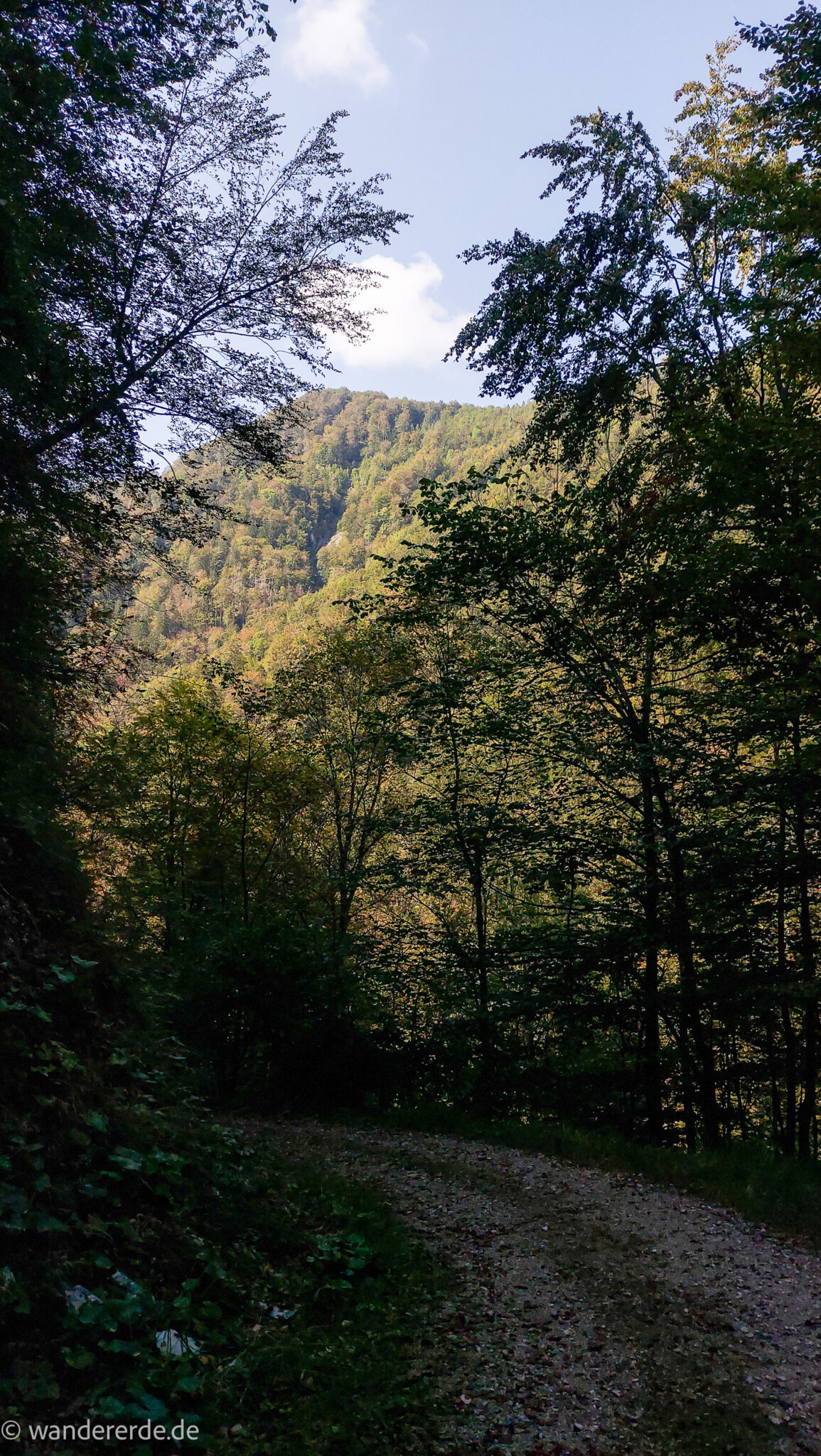 Im Tal des Holzes - familienfreundliche Rundwanderung durch das Weißenbachtal mit Buchenwäldern im Nationalpark Kalkalpen in Oberösterreich, Wanderung befindet sich in der Nähe des Ortes Reichraming, unterwegs auf dem Wanderweg Im Tal des Holzes, umgeben von grünem und dichtem Wald, grüne Vegetation, sehr schöne Natur, Aussicht auf die Berge im Nationalpark Kalkalpen