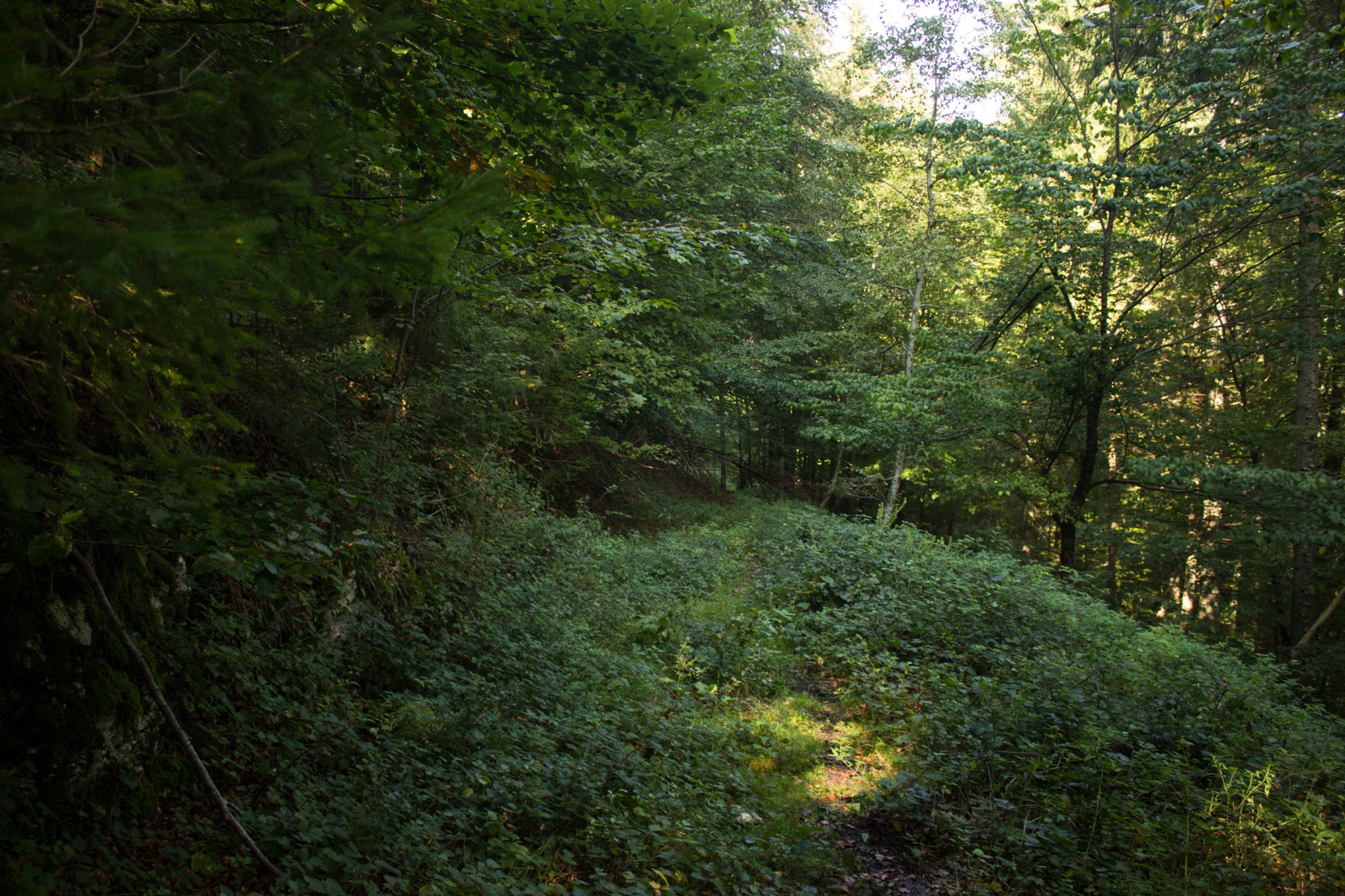 Im Tal des Holzes - familienfreundliche Rundwanderung durch das Weißenbachtal mit Buchenwäldern im Nationalpark Kalkalpen in Oberösterreich, Wanderung befindet sich in der Nähe des Ortes Reichraming, unterwegs auf dem Wanderweg Im Tal des Holzes, umgeben von grünem und dichtem Wald, grüne Vegetation, sehr schöne, grüne Natur