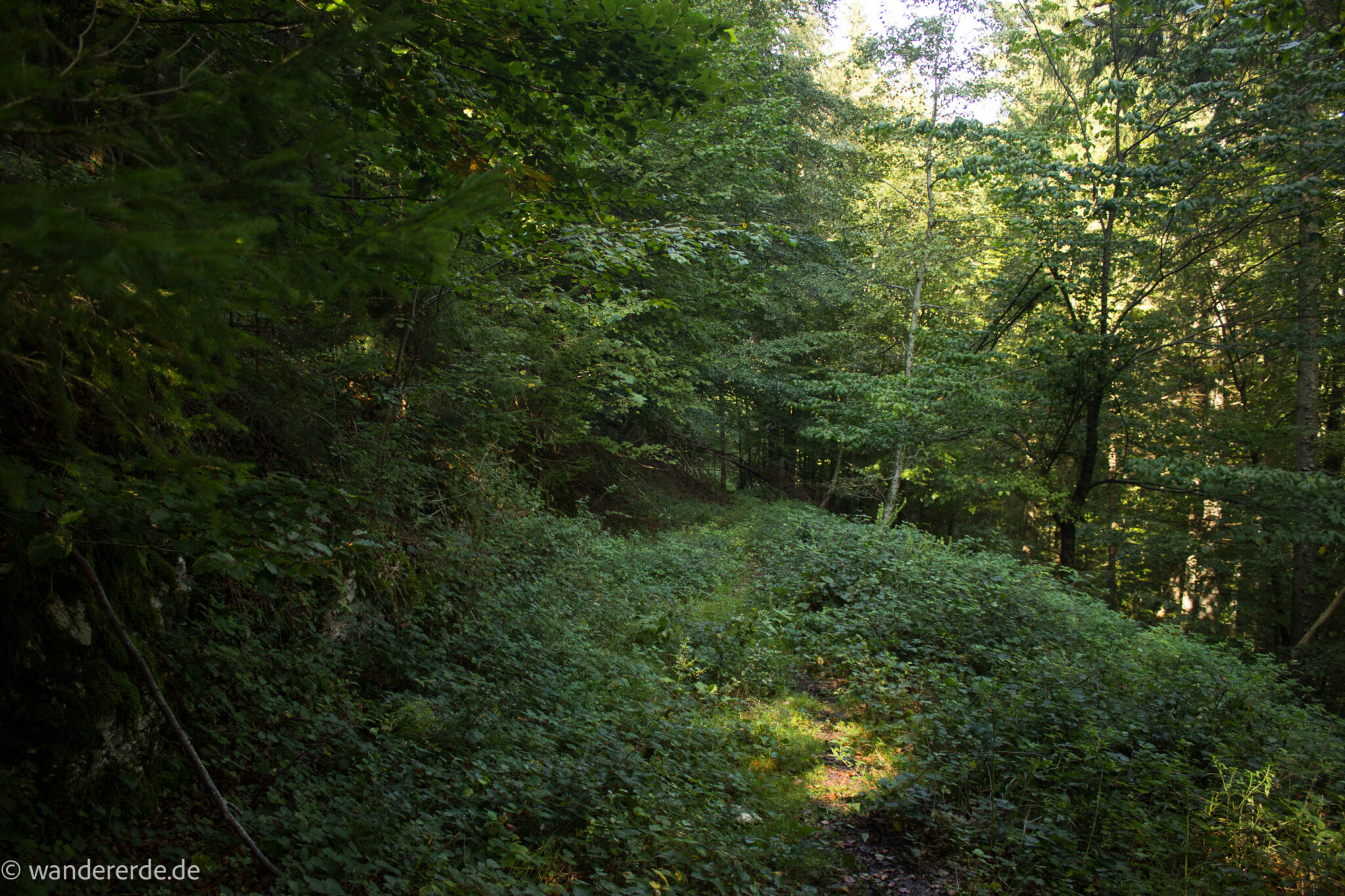 Im Tal des Holzes - familienfreundliche Rundwanderung durch das Weißenbachtal mit Buchenwäldern im Nationalpark Kalkalpen in Oberösterreich, Wanderung befindet sich in der Nähe des Ortes Reichraming, unterwegs auf dem Wanderweg Im Tal des Holzes, umgeben von grünem und dichtem Wald, grüne Vegetation, sehr schöne, grüne Natur