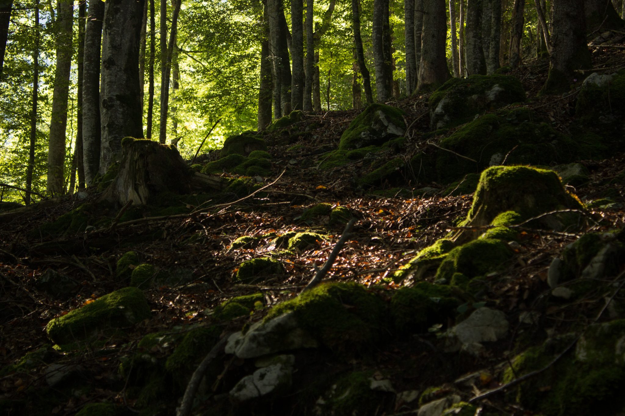 Im Tal des Holzes - familienfreundliche Rundwanderung durch das Weißenbachtal mit Buchenwäldern im Nationalpark Kalkalpen in Oberösterreich, Wanderung befindet sich in der Nähe des Ortes Reichraming, unterwegs auf dem Wanderweg Im Tal des Holzes, umgeben von grünem und dichtem Wald, grüne Vegetation, sehr schöne, grüne Natur, ein paar Sonnenstrahlen scheinen in den Wald, schöne Lichtmomente