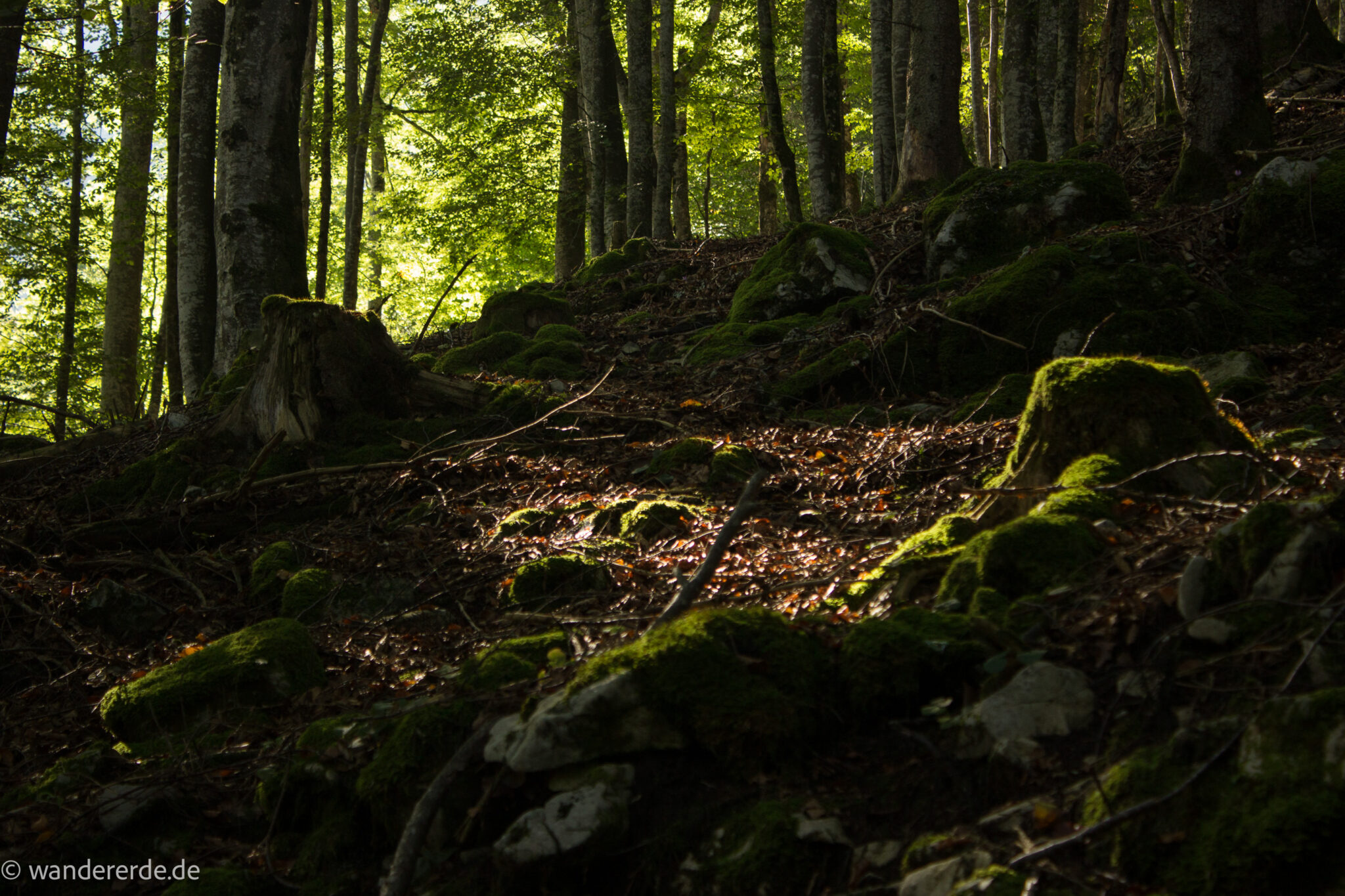 Im Tal des Holzes - familienfreundliche Rundwanderung durch das Weißenbachtal mit Buchenwäldern im Nationalpark Kalkalpen in Oberösterreich, Wanderung befindet sich in der Nähe des Ortes Reichraming, unterwegs auf dem Wanderweg Im Tal des Holzes, umgeben von grünem und dichtem Wald, grüne Vegetation, sehr schöne, grüne Natur, ein paar Sonnenstrahlen scheinen in den Wald, schöne Lichtmomente
