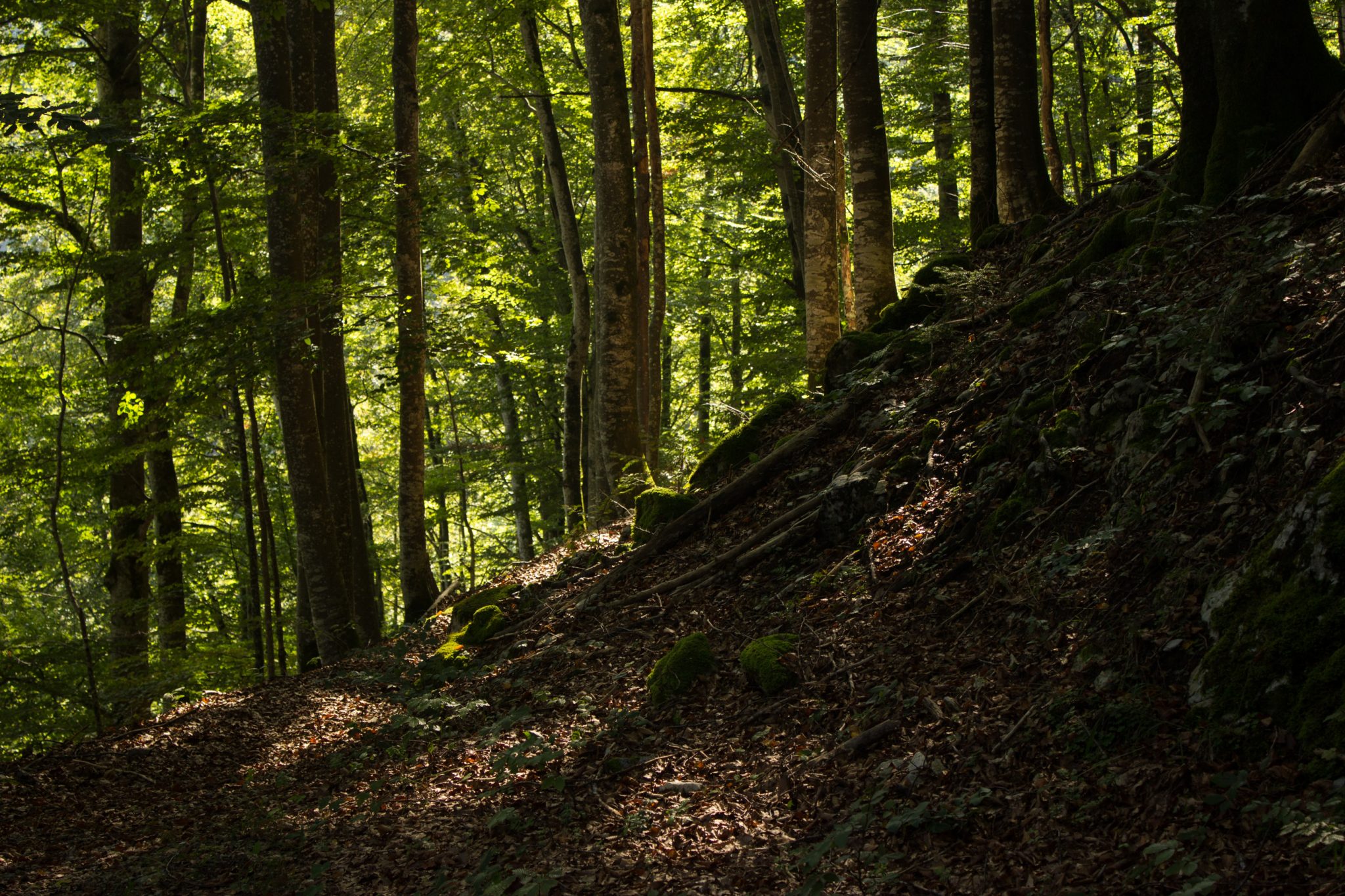 Im Tal des Holzes - familienfreundliche Rundwanderung durch das Weißenbachtal mit Buchenwäldern im Nationalpark Kalkalpen in Oberösterreich, Wanderung befindet sich in der Nähe des Ortes Reichraming, unterwegs auf dem Wanderweg Im Tal des Holzes, umgeben von grünem und dichtem Wald aus Buchen, grüne Vegetation, sehr schöne Natur