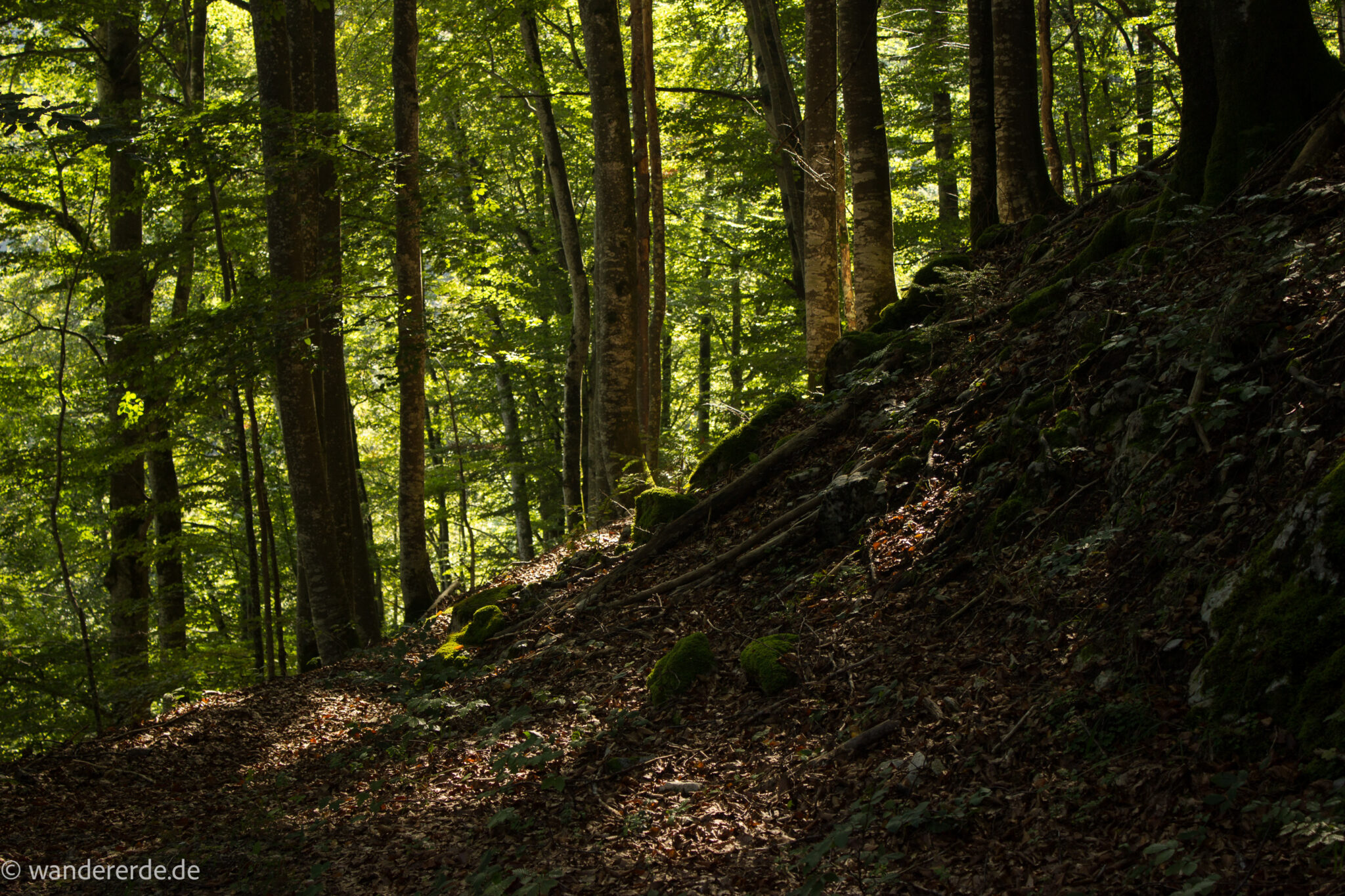 Im Tal des Holzes - familienfreundliche Rundwanderung durch das Weißenbachtal mit Buchenwäldern im Nationalpark Kalkalpen in Oberösterreich, Wanderung befindet sich in der Nähe des Ortes Reichraming, unterwegs auf dem Wanderweg Im Tal des Holzes, umgeben von grünem und dichtem Wald aus Buchen, grüne Vegetation, sehr schöne Natur
