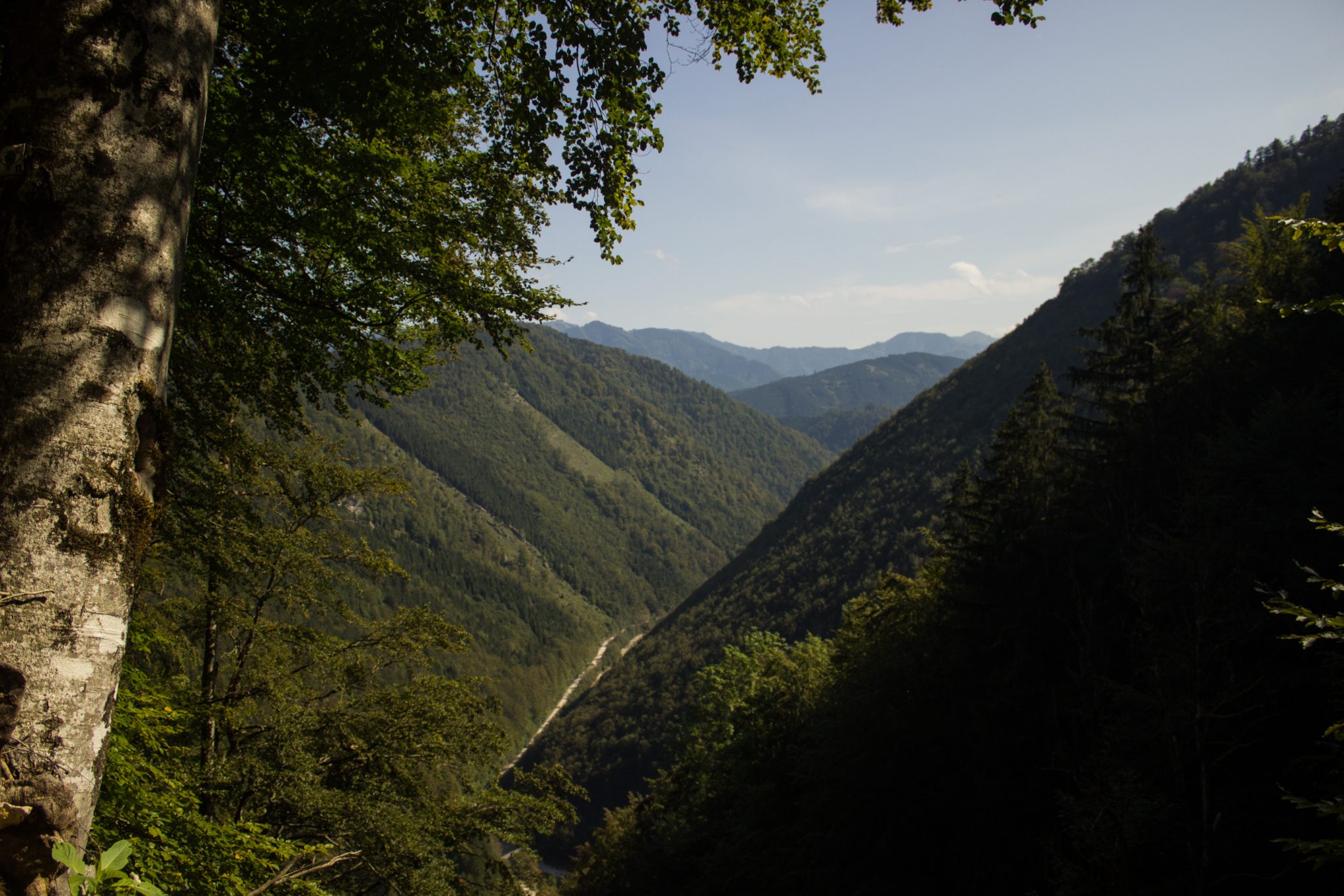 Im Tal des Holzes - familienfreundliche Rundwanderung durch das Weißenbachtal mit Buchenwäldern im Nationalpark Kalkalpen in Oberösterreich, Wanderung befindet sich in der Nähe des Ortes Reichraming, unterwegs auf dem Wanderweg Im Tal des Holzes, Aussichtspunkt umgeben von grünem und dichtem Wald, grüne Vegetation, sehr schöne Natur, Aussicht auf die Berge im Nationalpark Kalkalpen