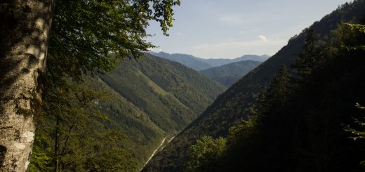 Im Tal des Holzes - familienfreundliche Rundwanderung durch das Weißenbachtal mit Buchenwäldern im Nationalpark Kalkalpen in Oberösterreich, Wanderung befindet sich in der Nähe des Ortes Reichraming, unterwegs auf dem Wanderweg Im Tal des Holzes, Aussichtspunkt umgeben von grünem und dichtem Wald, grüne Vegetation, sehr schöne Natur, Aussicht auf die Berge im Nationalpark Kalkalpen