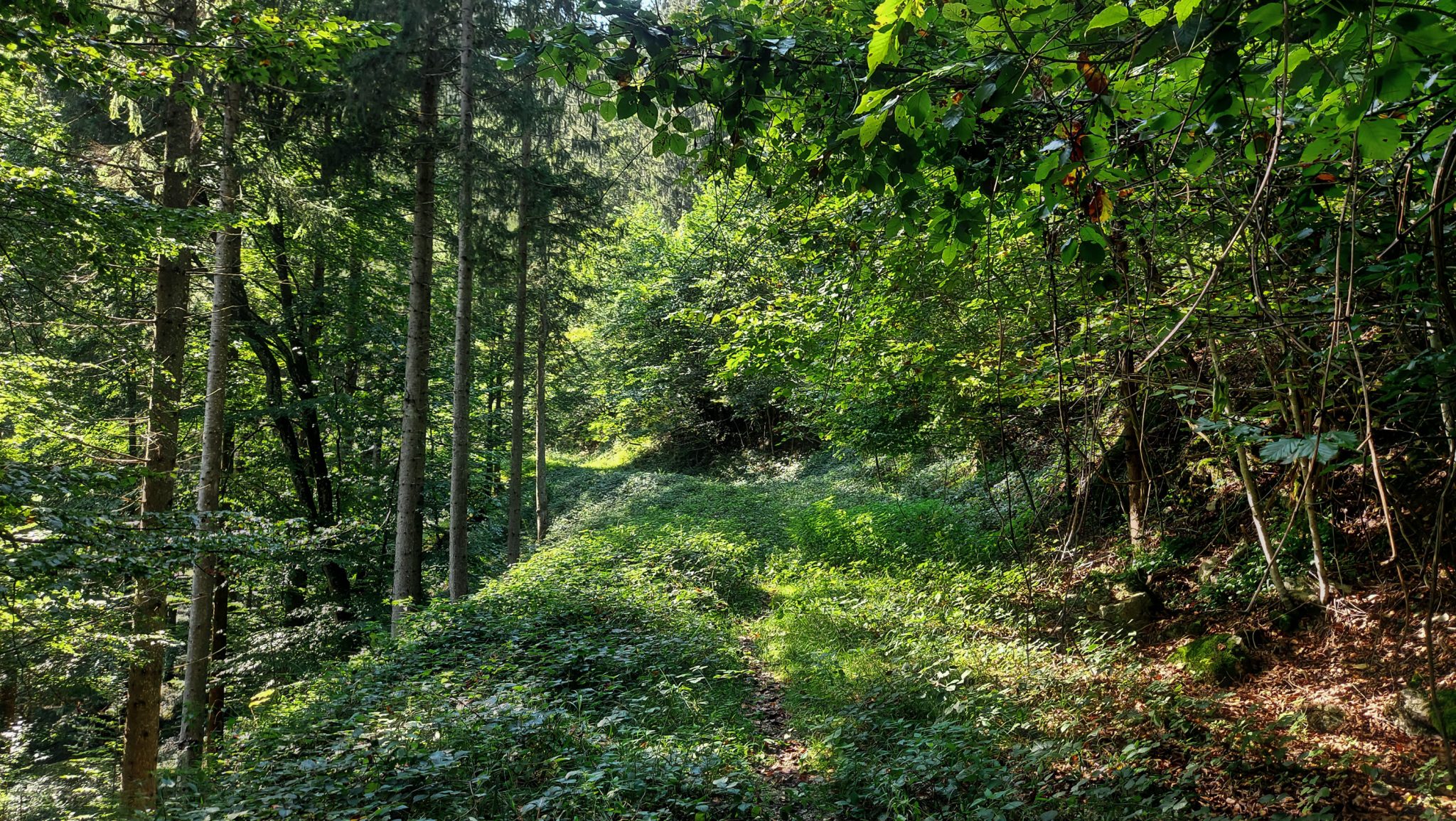 Im Tal des Holzes - familienfreundliche Rundwanderung durch das Weißenbachtal mit Buchenwäldern im Nationalpark Kalkalpen in Oberösterreich, Wanderung befindet sich in der Nähe des Ortes Reichraming, unterwegs auf dem Wanderweg Im Tal des Holzes, umgeben von grünem und dichtem Wald, grüne Vegetation, sehr schöne, grüne Natur