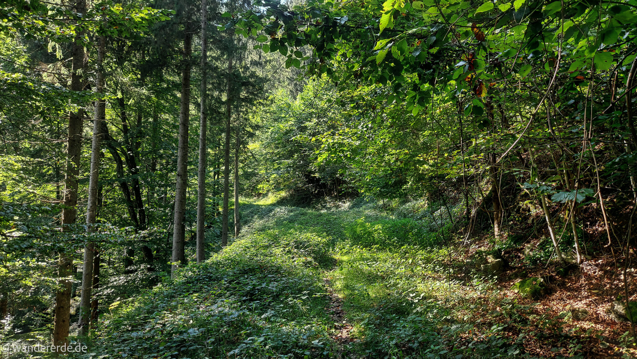 Im Tal des Holzes - familienfreundliche Rundwanderung durch das Weißenbachtal mit Buchenwäldern im Nationalpark Kalkalpen in Oberösterreich, Wanderung befindet sich in der Nähe des Ortes Reichraming, unterwegs auf dem Wanderweg Im Tal des Holzes, umgeben von grünem und dichtem Wald, grüne Vegetation, sehr schöne, grüne Natur