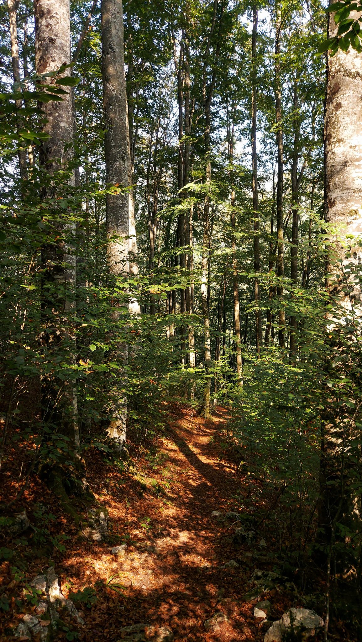 Im Tal des Holzes - familienfreundliche Rundwanderung durch das Weißenbachtal mit Buchenwäldern im Nationalpark Kalkalpen in Oberösterreich, Wanderung befindet sich in der Nähe des Ortes Reichraming, unterwegs auf dem Wanderweg Im Tal des Holzes, umgeben von grünem und dichtem Wald, grüne Vegetation, sehr schöne Natur, ein paar Sonnenstrahlen scheinen auf den Waldboden