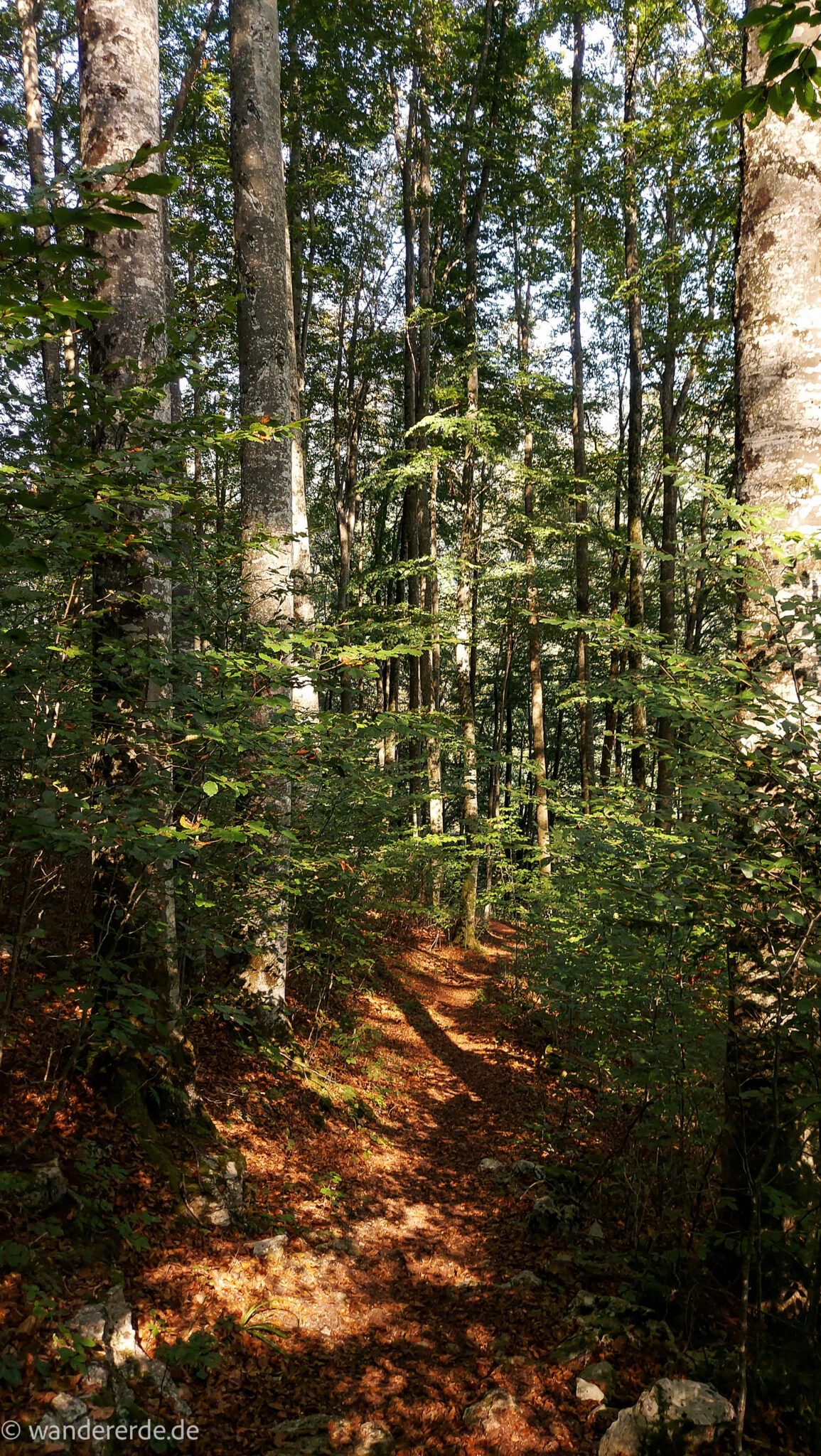 Im Tal des Holzes - familienfreundliche Rundwanderung durch das Weißenbachtal mit Buchenwäldern im Nationalpark Kalkalpen in Oberösterreich, Wanderung befindet sich in der Nähe des Ortes Reichraming, unterwegs auf dem Wanderweg Im Tal des Holzes, umgeben von grünem und dichtem Wald, grüne Vegetation, sehr schöne Natur, ein paar Sonnenstrahlen scheinen auf den Waldboden