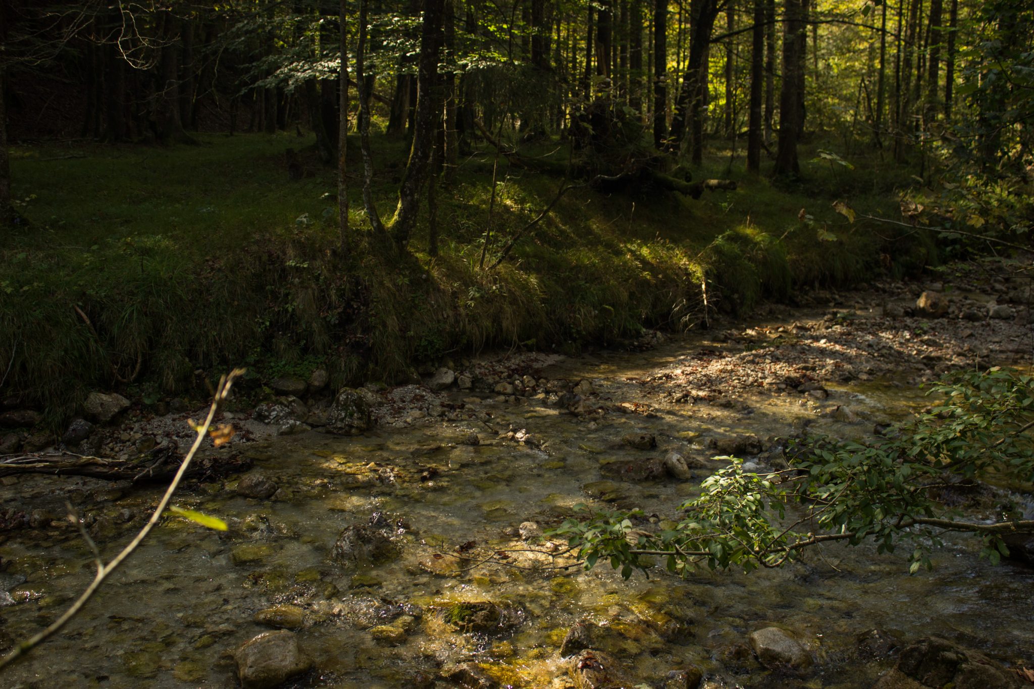 Im Tal des Holzes - familienfreundliche Rundwanderung durch das Weißenbachtal mit Buchenwäldern im Nationalpark Kalkalpen in Oberösterreich, Wanderung befindet sich in der Nähe des Ortes Reichraming, Blick auf den Weißenbach mit klarem sauberem Wasser, umgeben von grünen und dichten Wäldern, sehr schöne Natur