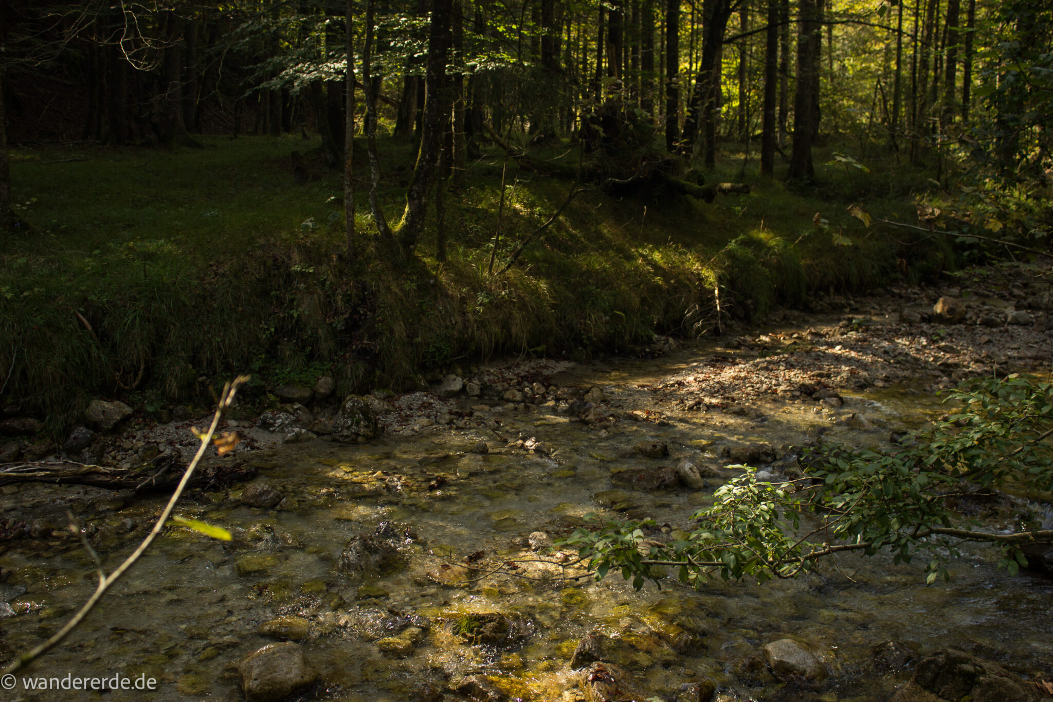 Im Tal des Holzes - familienfreundliche Rundwanderung durch das Weißenbachtal mit Buchenwäldern im Nationalpark Kalkalpen in Oberösterreich, Wanderung befindet sich in der Nähe des Ortes Reichraming, Blick auf den Weißenbach mit klarem sauberem Wasser, umgeben von grünen und dichten Wäldern, sehr schöne Natur